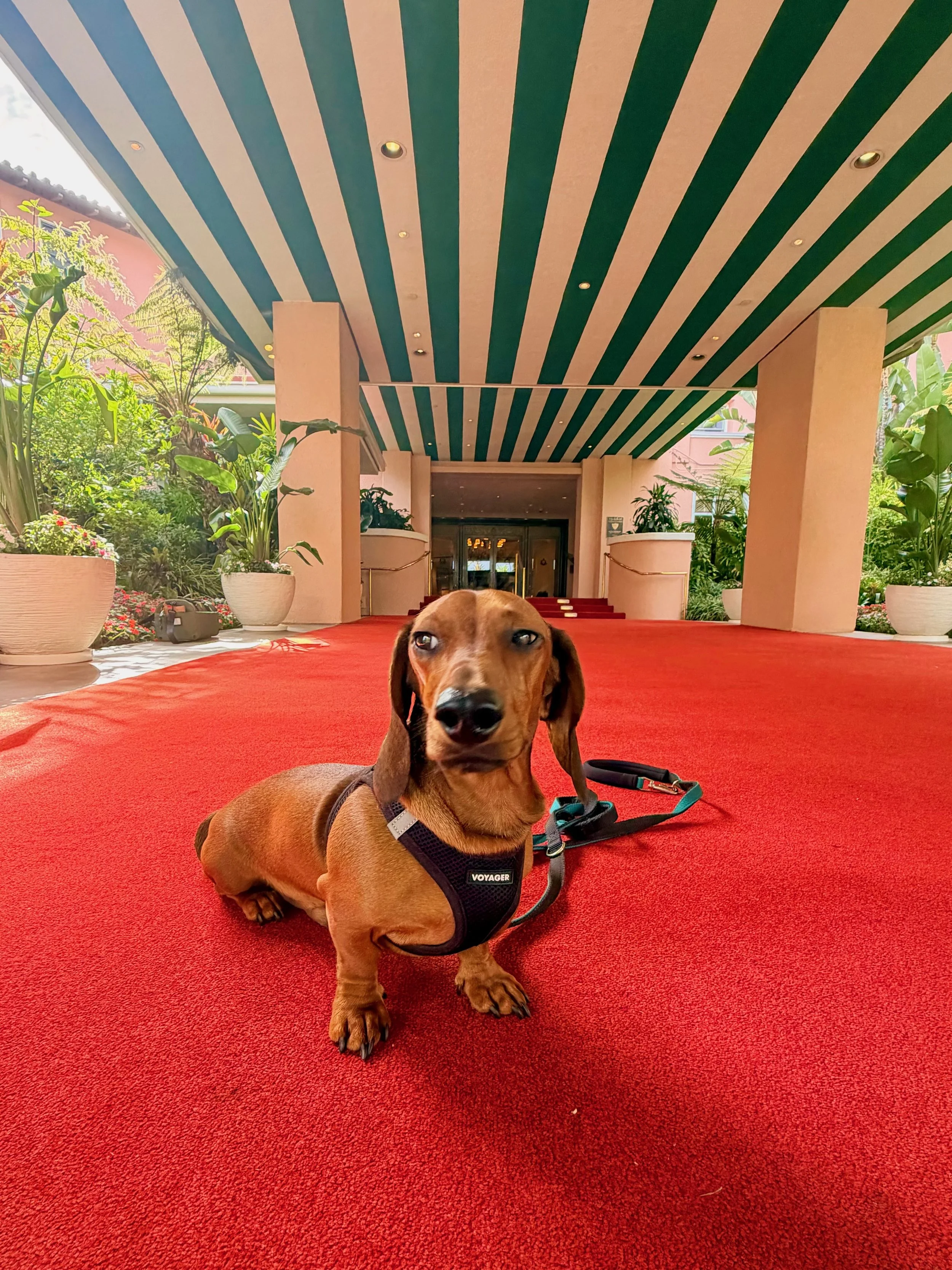 Marlowe the Dachshund at The Beverly Hills Hotel