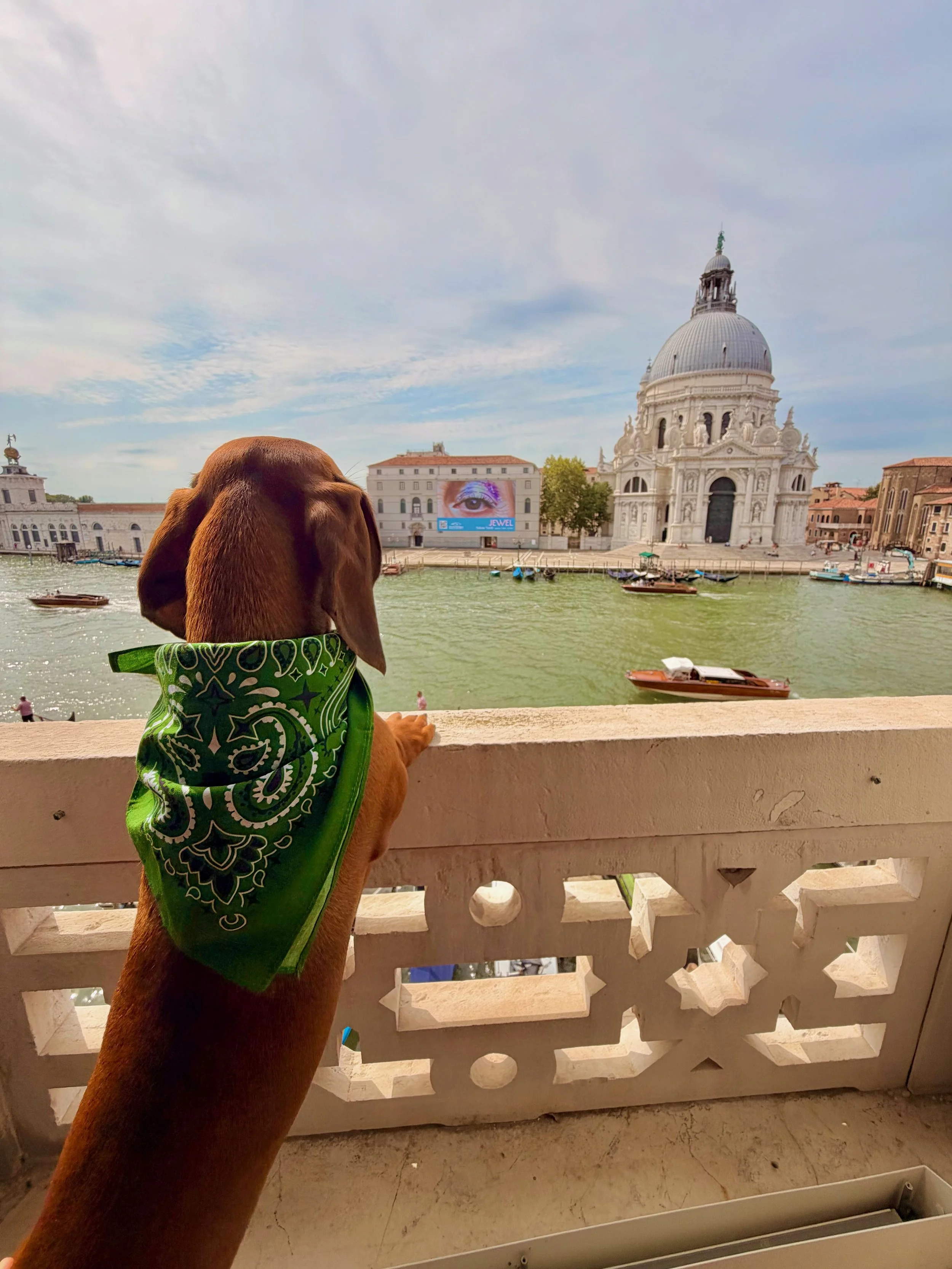 Marlowe the Dachshund at the St. Regis Venice 