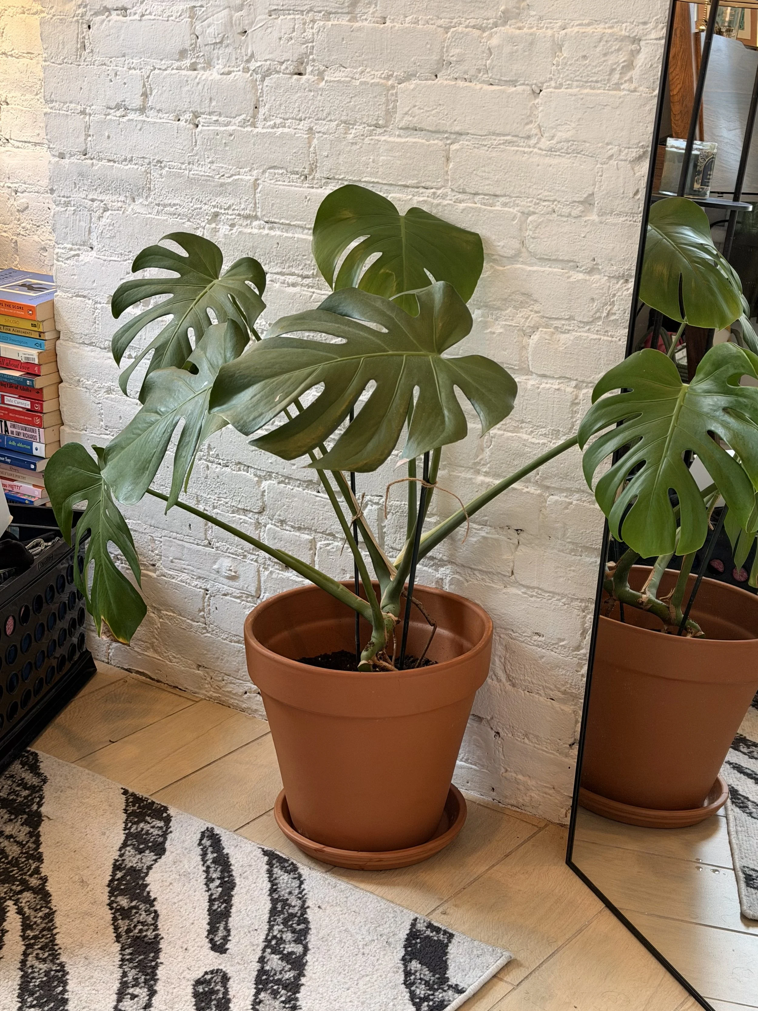 A potted monstera plant with large, green leaves inside a room with white brick walls, next to a mirror reflecting part of the plant and surrounding area, with a stack of books nearby and a patterned rug on the wooden floor.