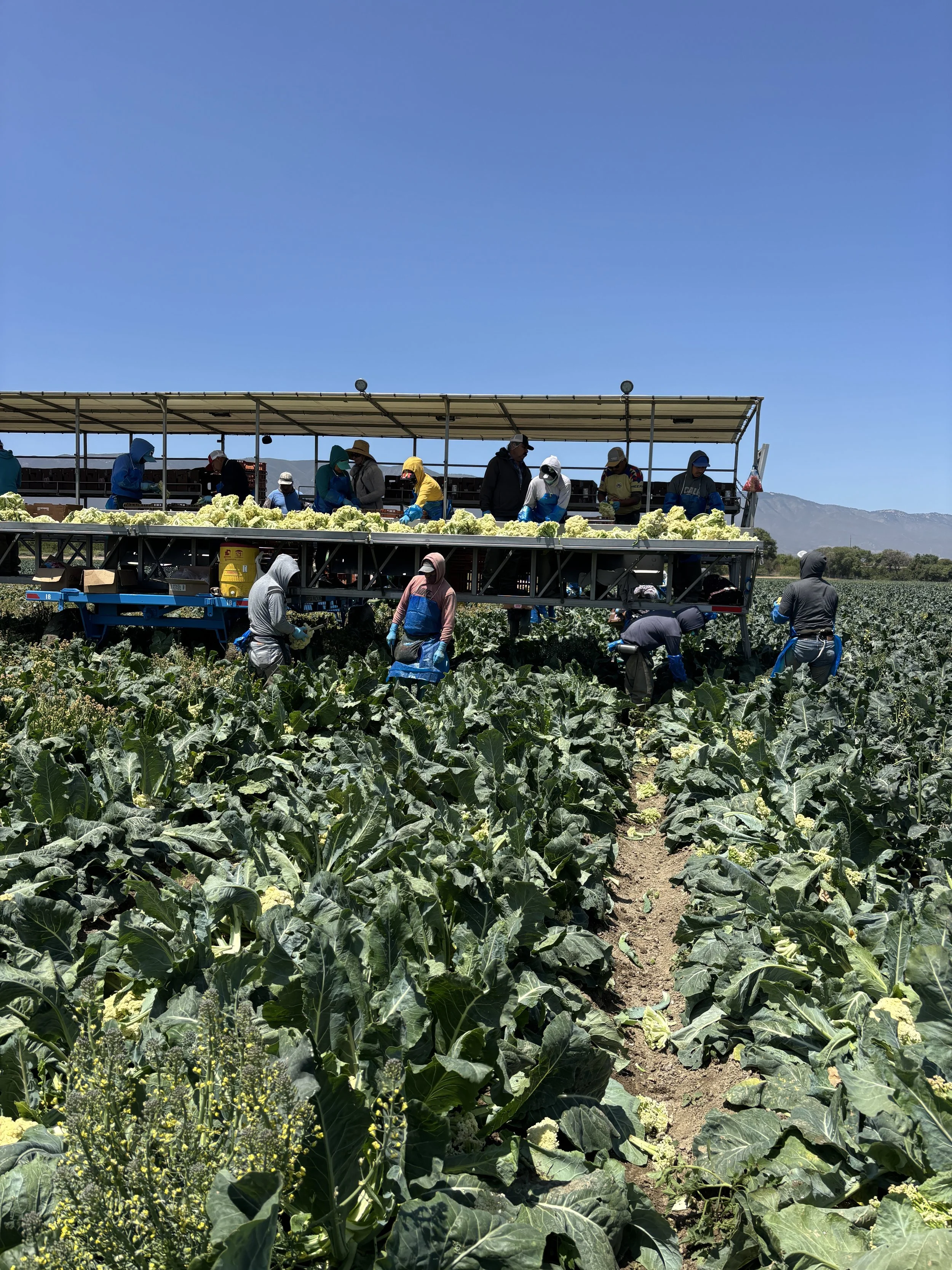 People harvesting cauliflower from farm fields on a tractor trailer, with mountains in the background under a clear blue sky.