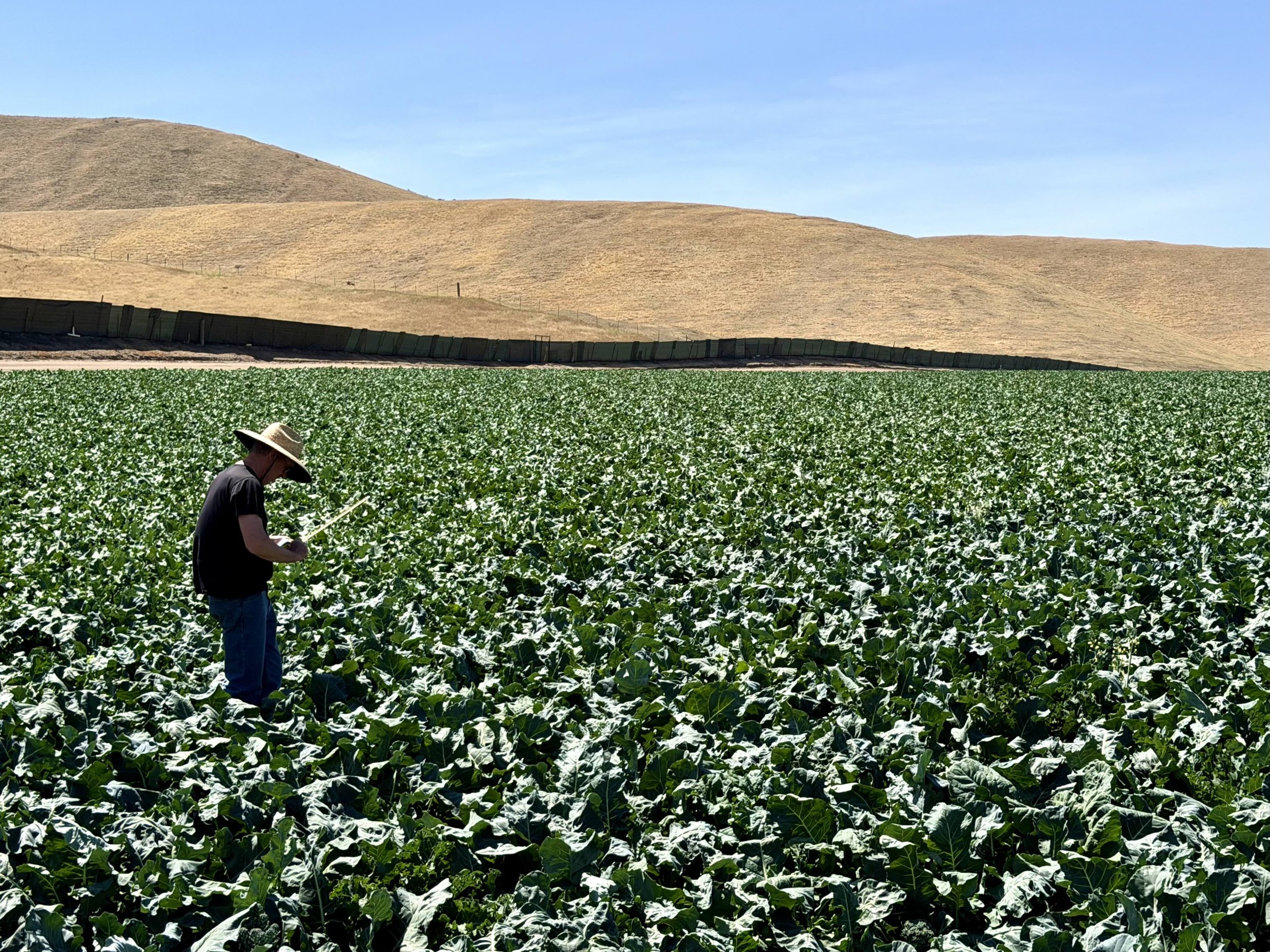 A person wearing a sun hat working in a lush green crop field with rolling brown hills and a clear blue sky in the background.