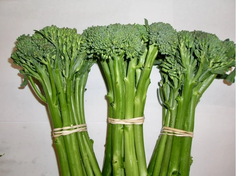 Three bunches of fresh broccoli stalks tied with rubber bands, positioned vertically against a plain background.