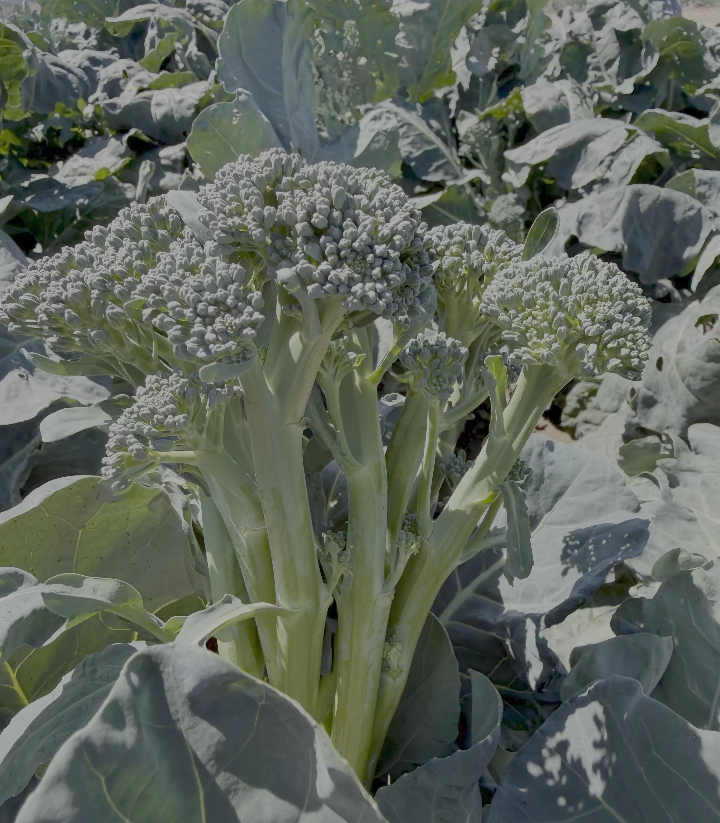 Close-up of a broccoli plant with large green leaves and developing broccoli heads in a garden or farm setting.