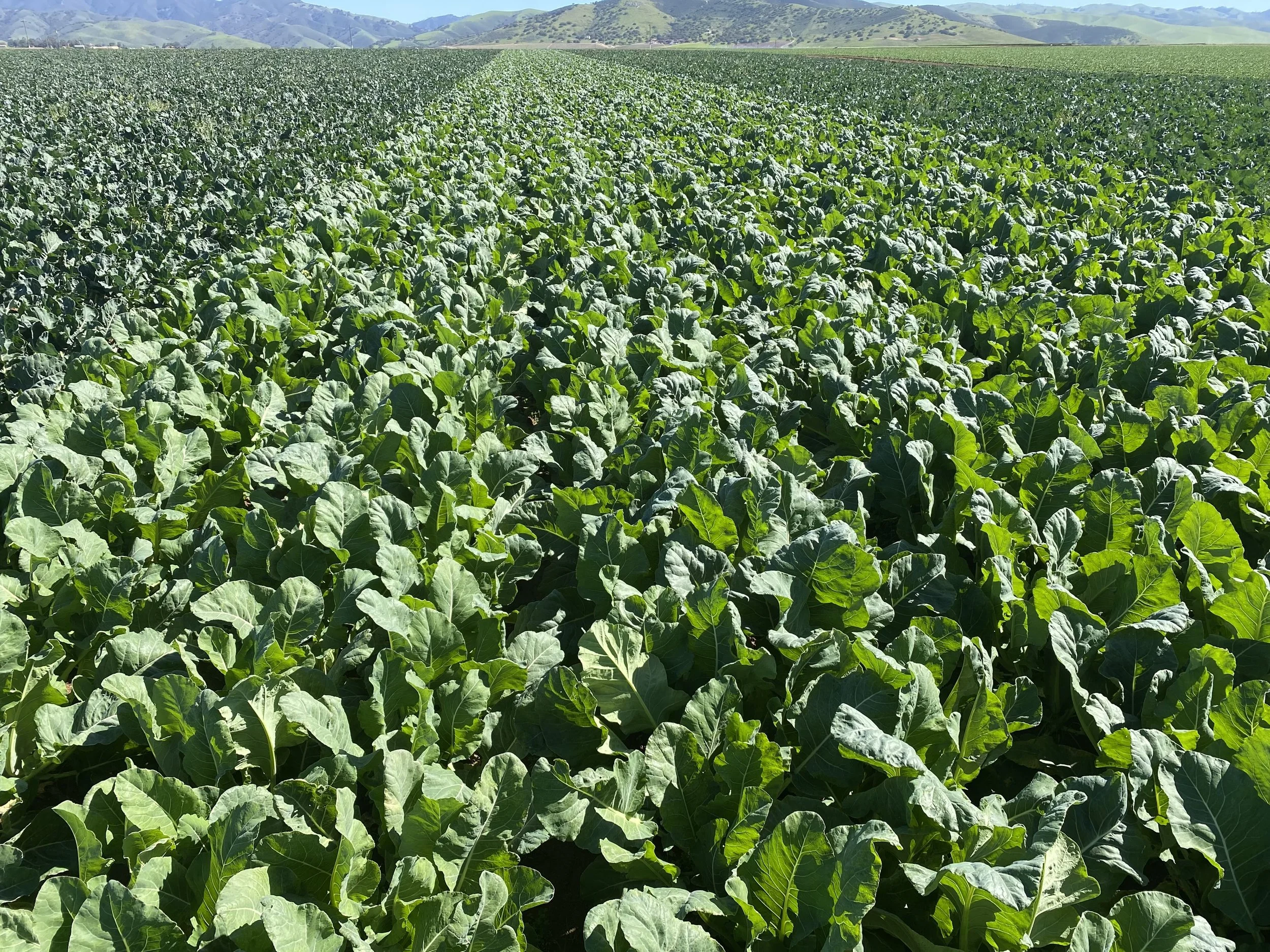 A vast farm field with lush green leafy plants, likely vegetables, extending to the horizon with distant hills in the background.