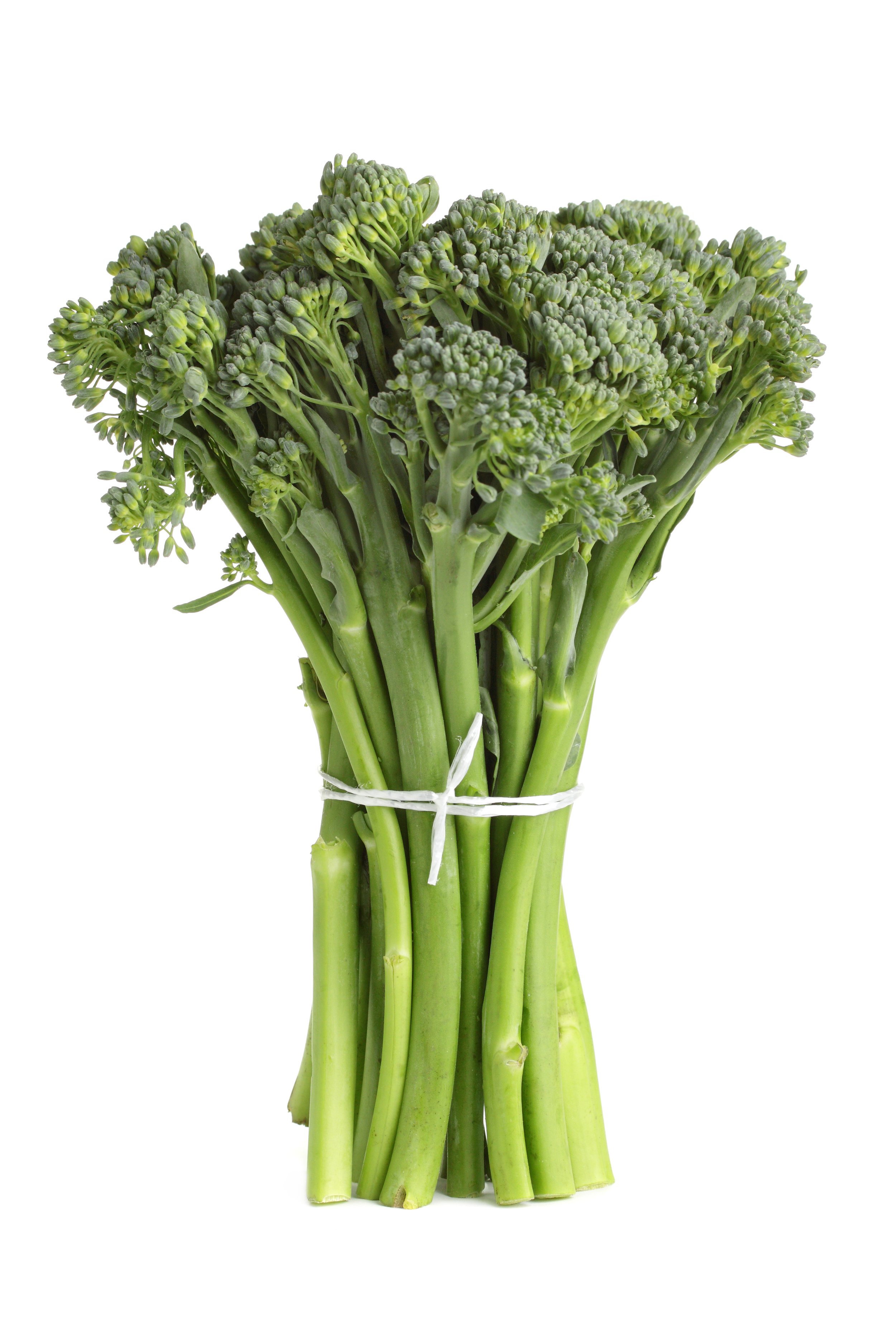 Fresh green broccoli stalks with florets on top, tied with a white string.