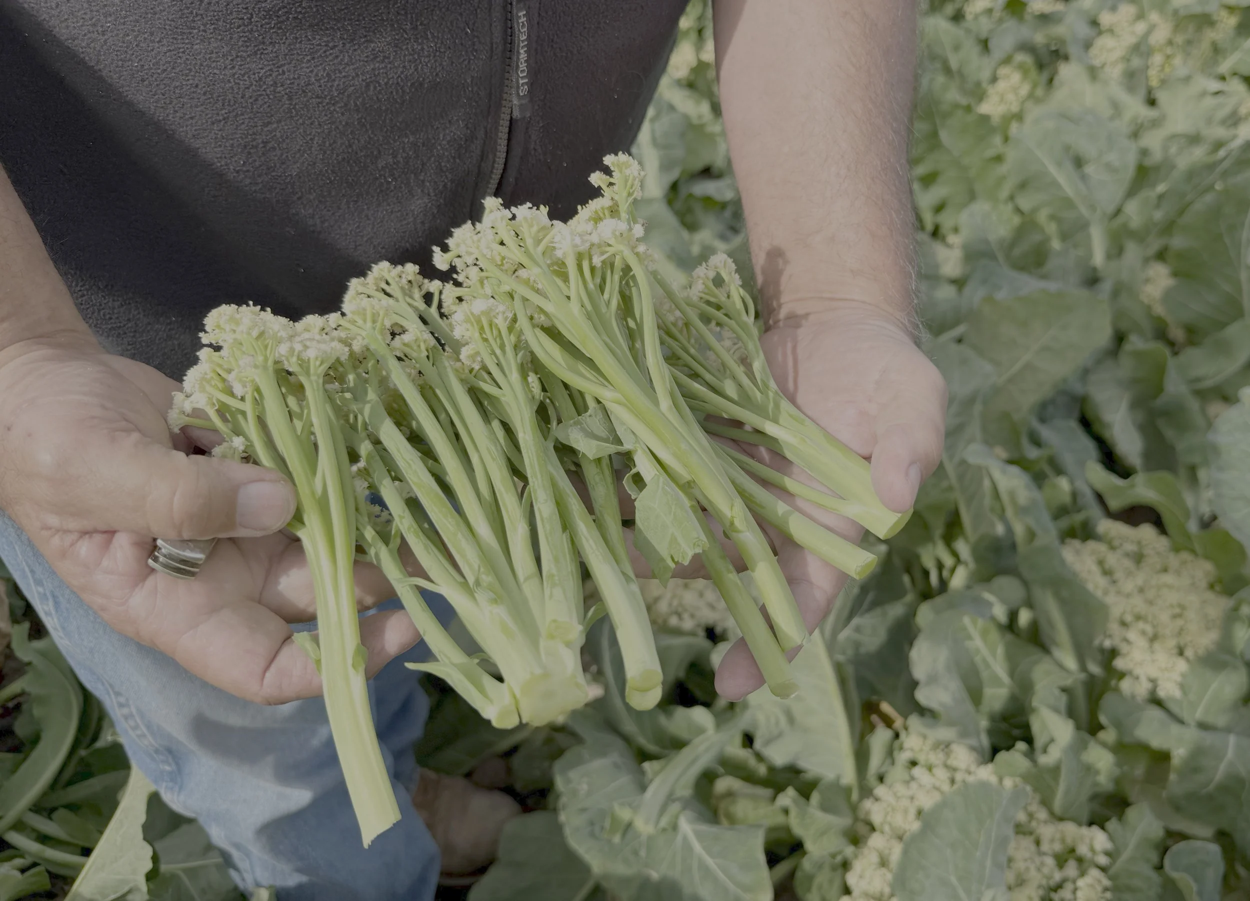 Hands holding a bunch of fresh, green broccoli with a dark shirt and jeans in the background.