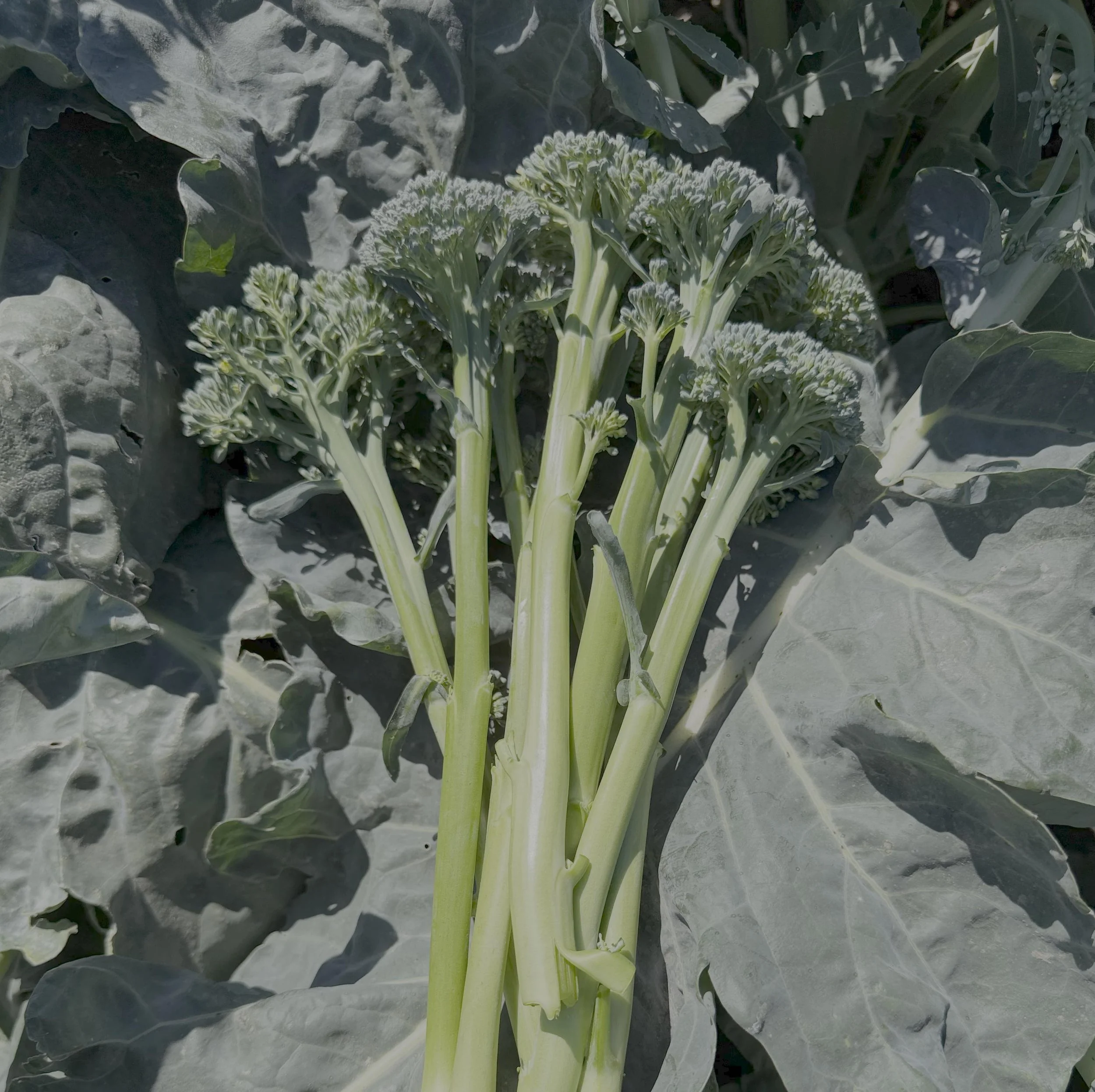Close-up of a broccoli plant with dark green leaves surrounding light green stalks and heads of broccoli, some of the broccoli heads are beginning to develop tiny buds.