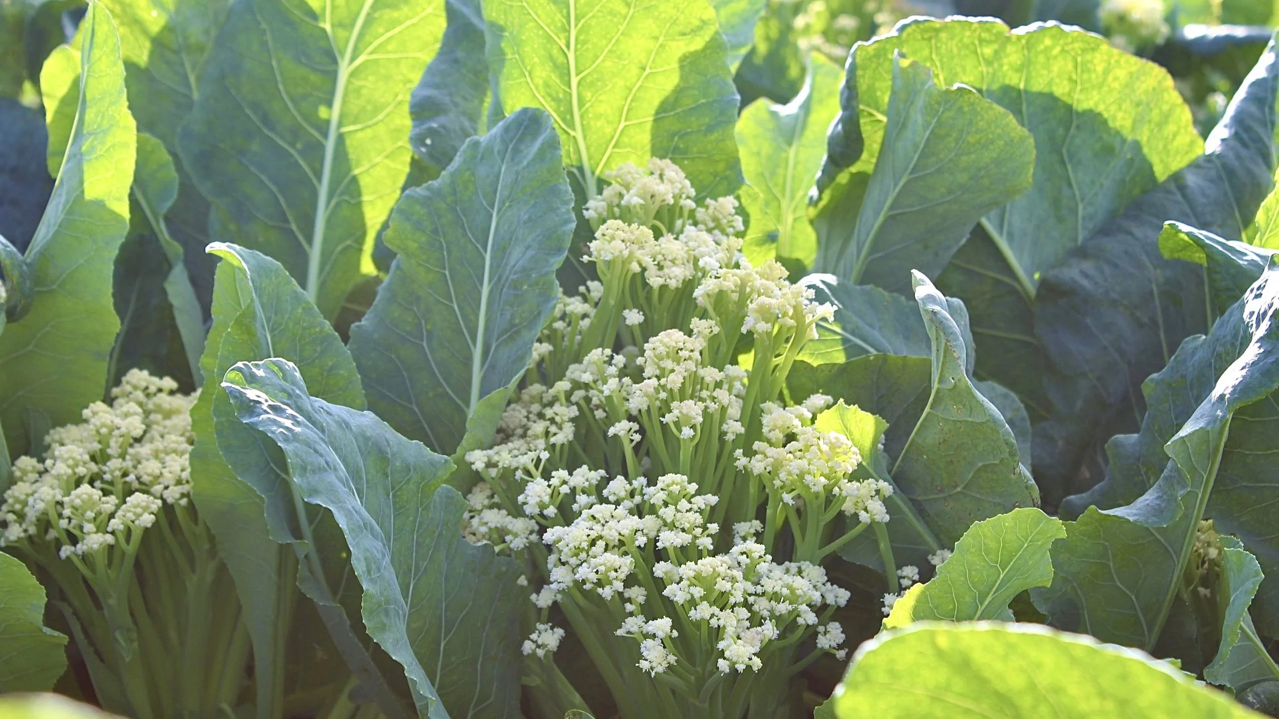 Green leafy plants with small white flowers in the center, likely a type of vegetable plant.