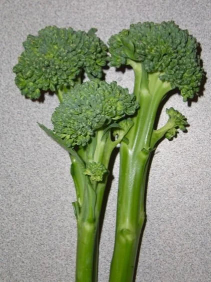 Two stalks of broccoli with tight green florets on top against a gray background.