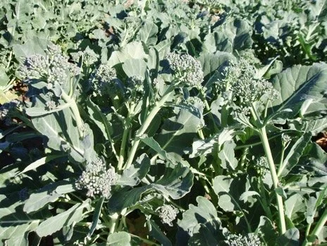 Green leafy vegetable plants with small white flower clusters in a garden.