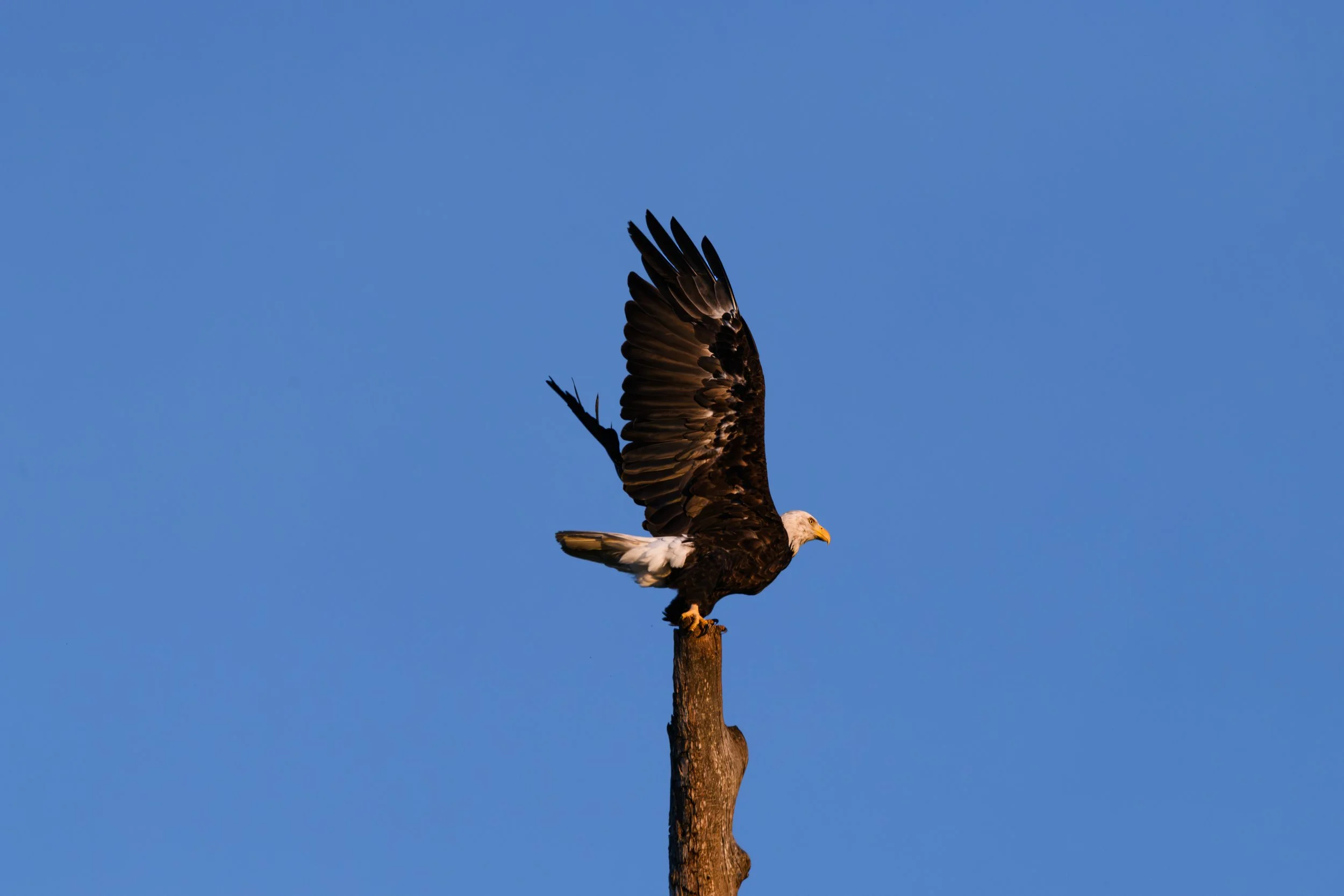 Eagle (1 of 1).jpg