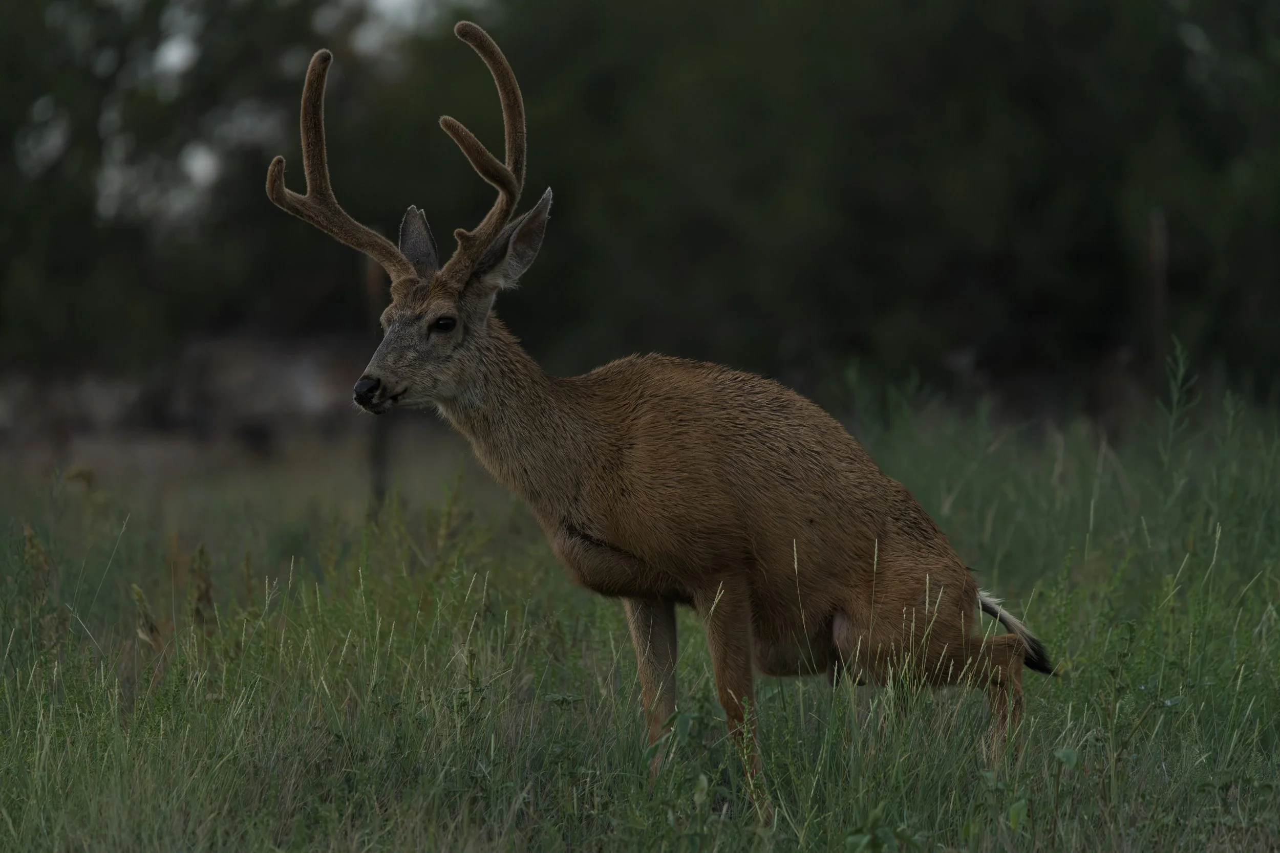 Wildlife
