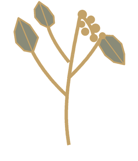 Brigalow botanical sprig