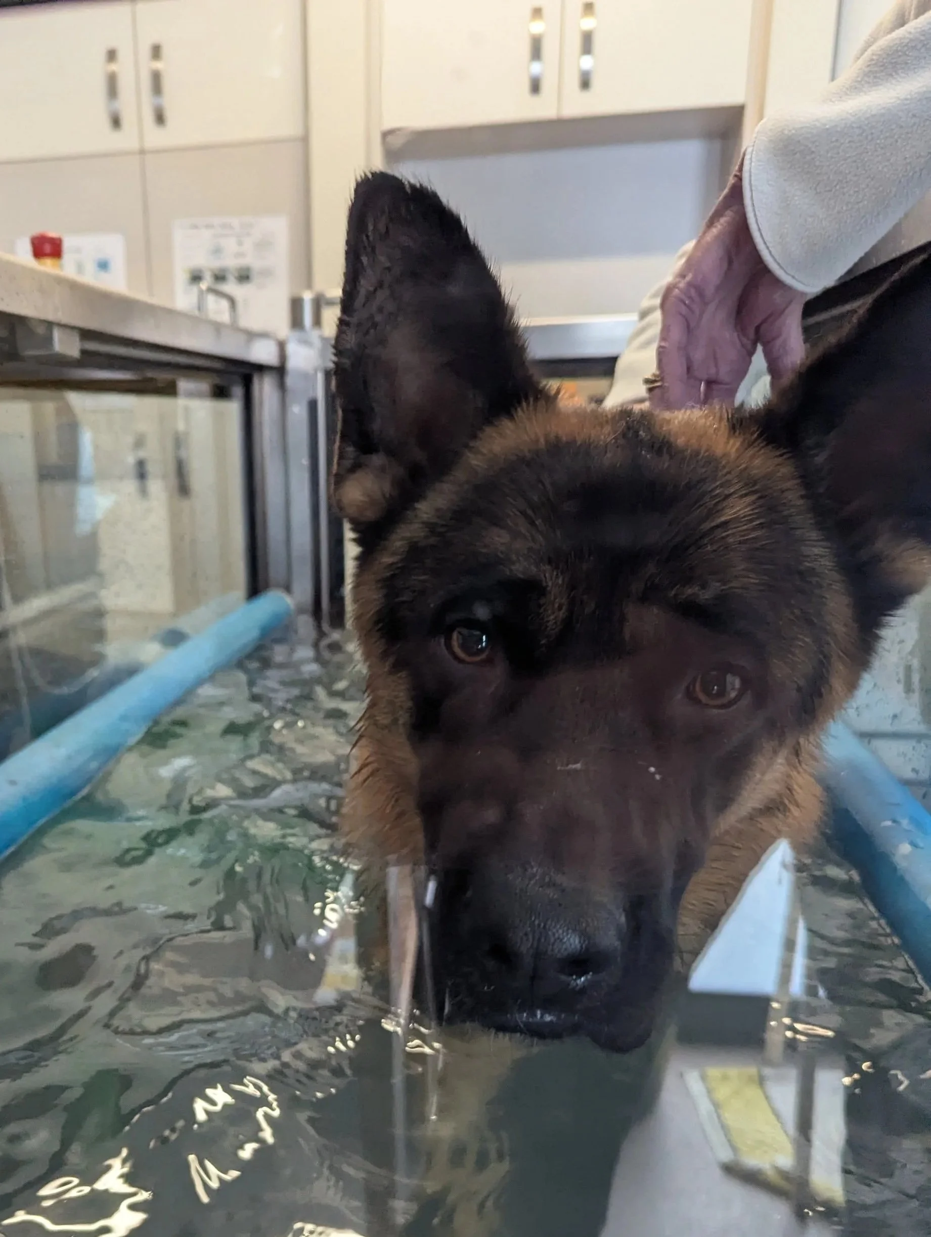 PHYSICAL REHABILITATION & CANINE DEVELOPMENT