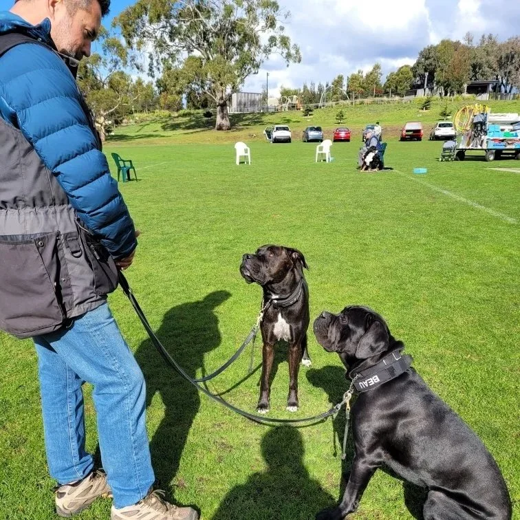 a man with 2 beautiful mastiff working together happily.