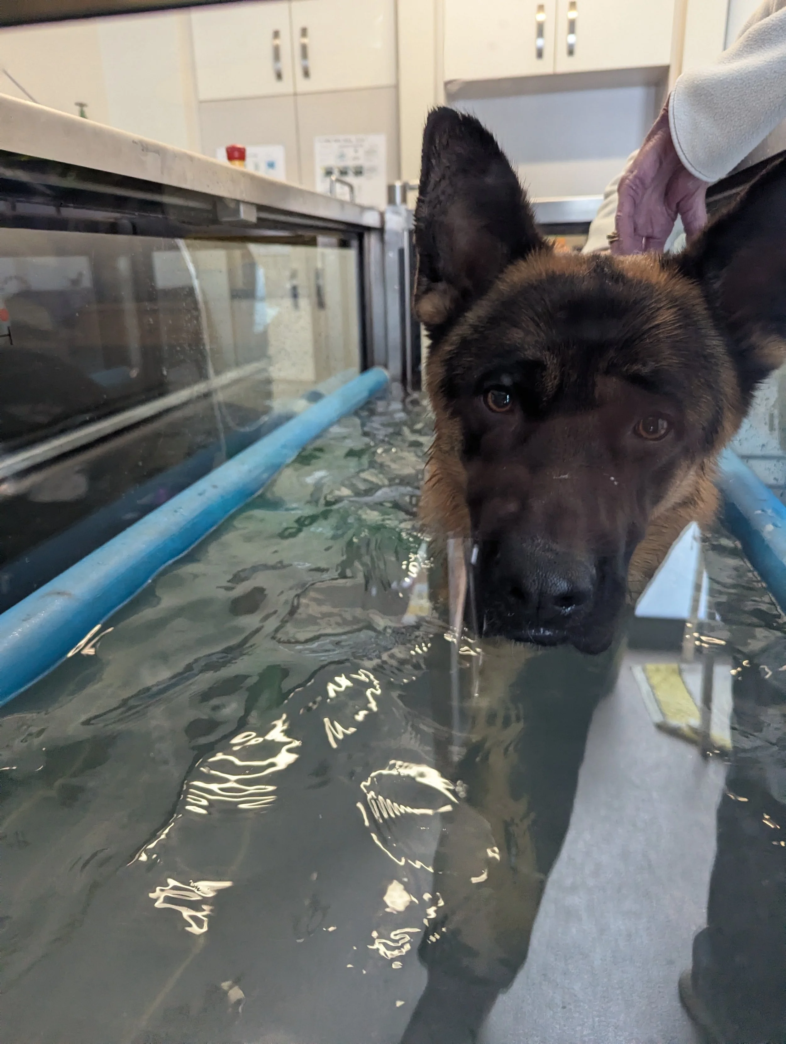 German Shepard development in Hydro Tank