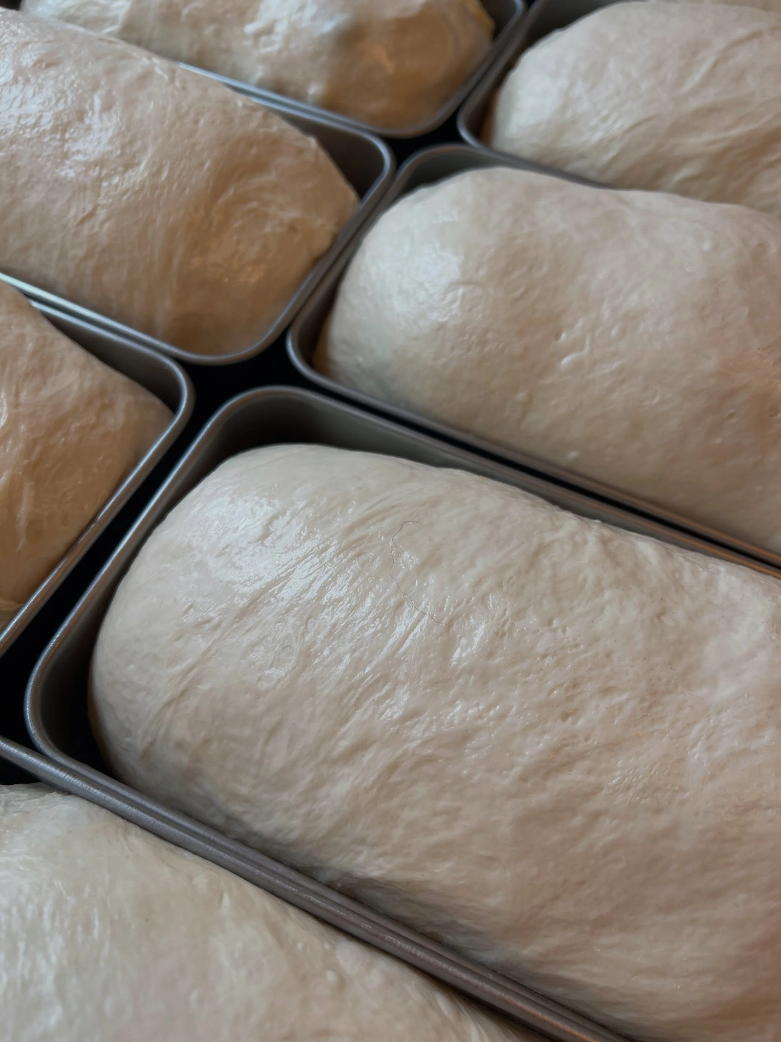 Loaves of sourdough bread rise in metal baking pans before baking.