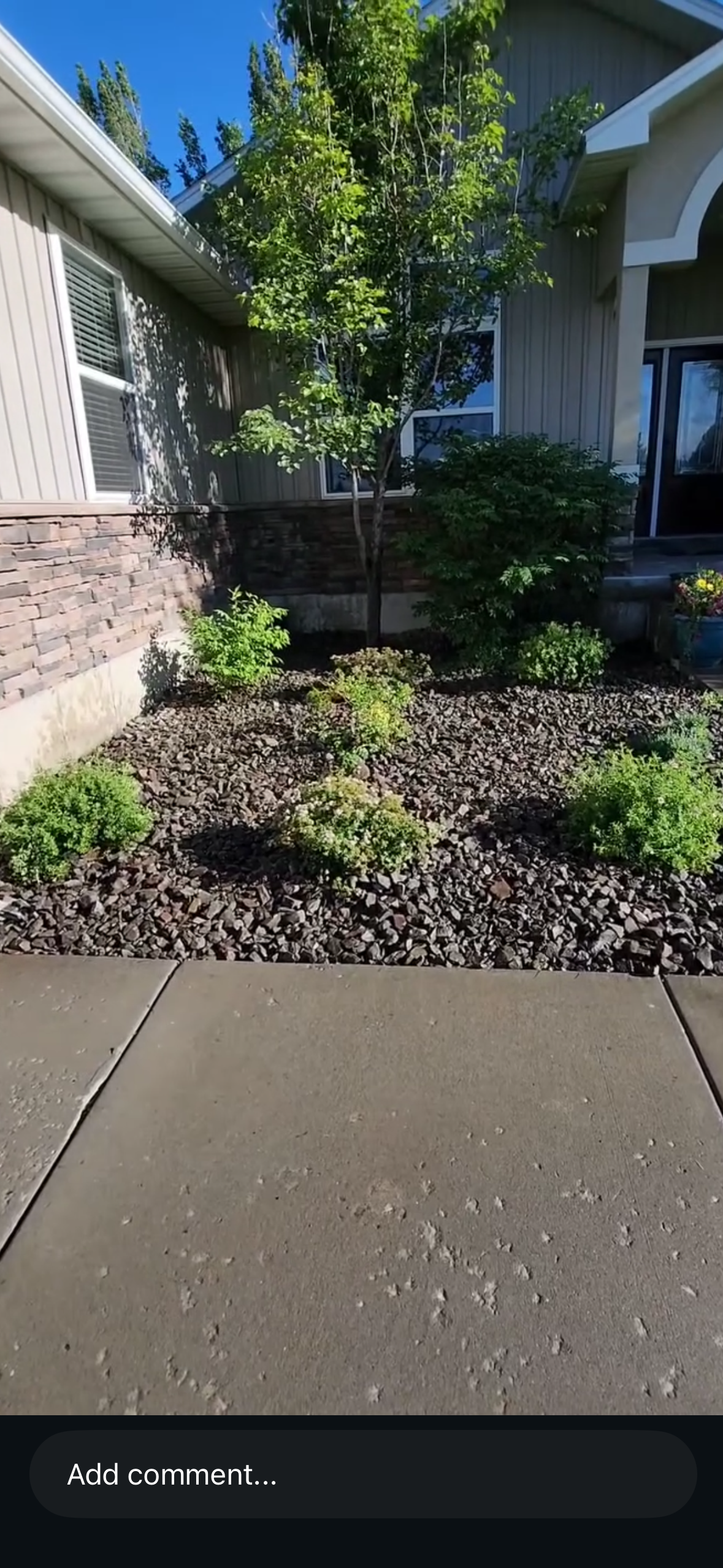 Front yard with a tree, shrubs, and decorative rocks, with a house in the background and a concrete walkway in the foreground.