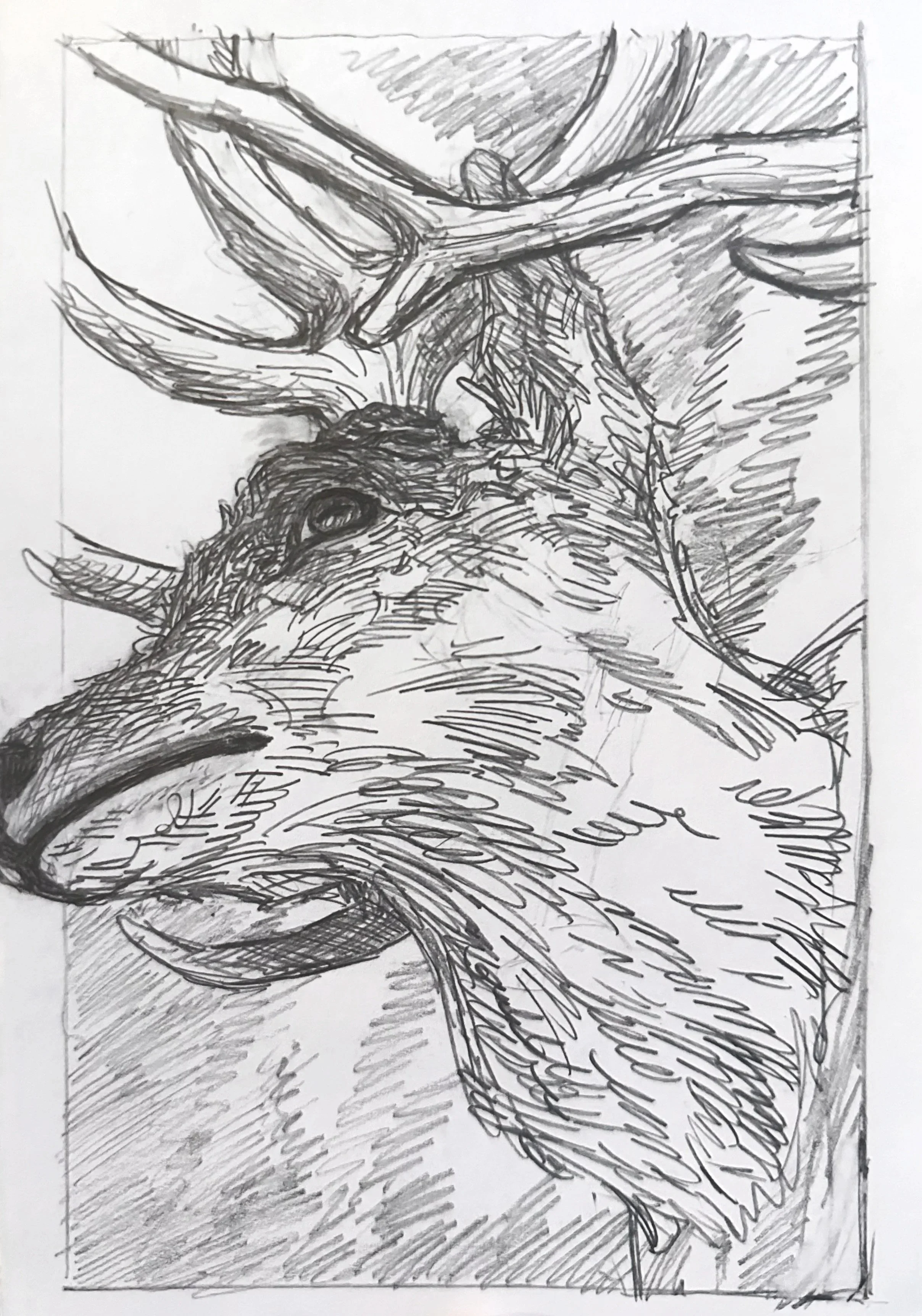  Taxidermy of a Stag 
Graphite on Paper
 ? 
2025