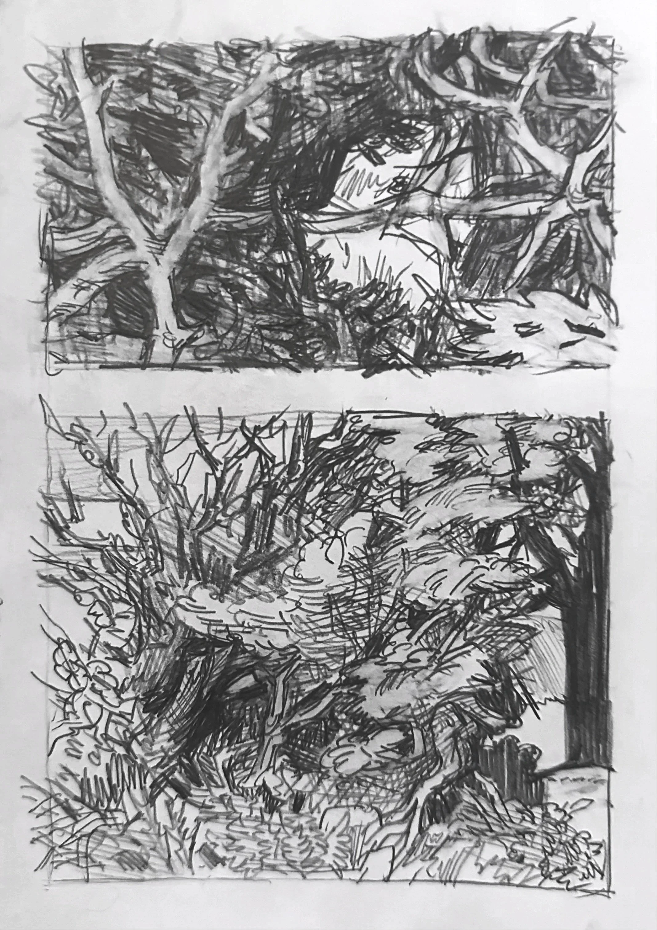  Whispers of Faeries in the Brush 1 & 2 
Graphite on Paper
 ? 
2025