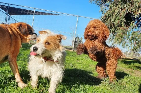 Discover Pet-Friendly Accommodation in Echuca at the High St Motel