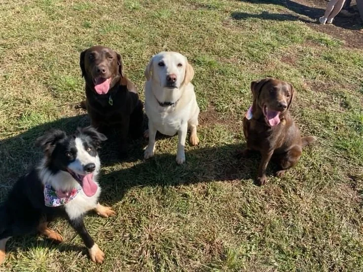 Four dogs sitting on grass in a park, with people in the background.