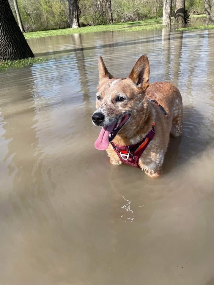 A dog standing in a flooded area with water up to its chest, surrounded by trees and grass in the background.