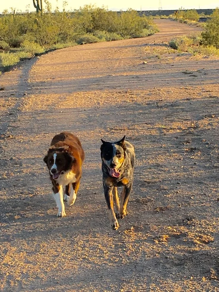 Two dogs running on a dirt trail in a desert landscape with sparse bushes, during sunset.
