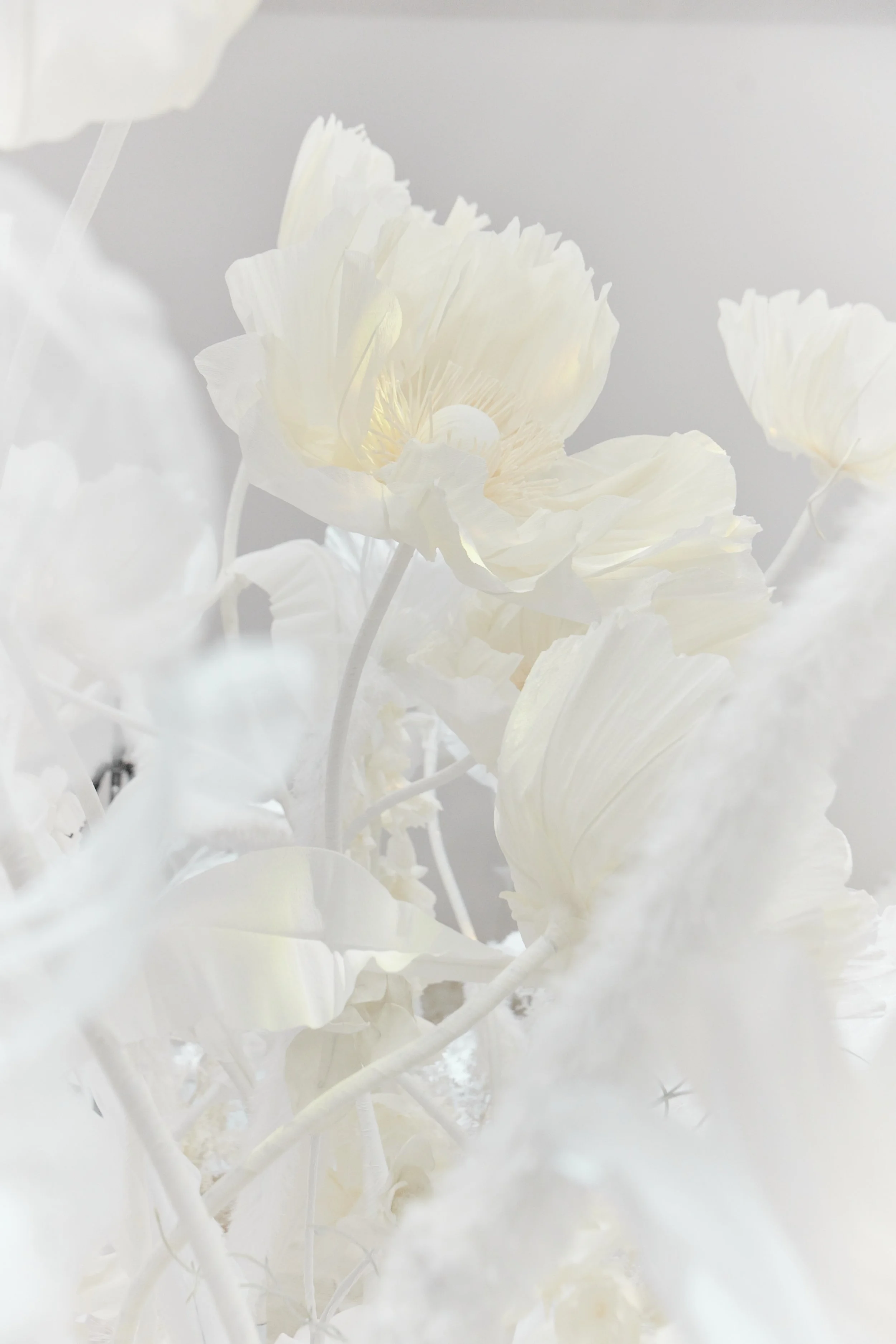 Flora speer