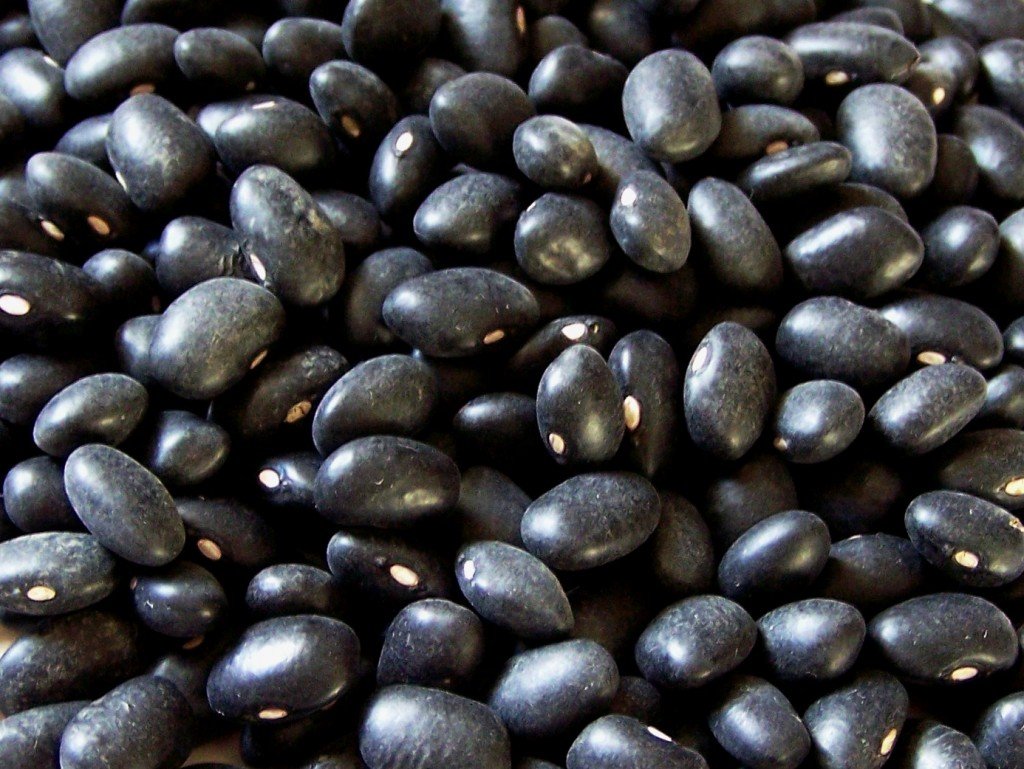Spill the (Turtle) Beans