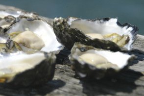 Summer News from VictorsFood