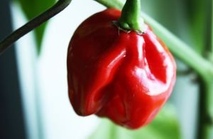FW: Email for Victor – Mexican Supplier – Sydney South