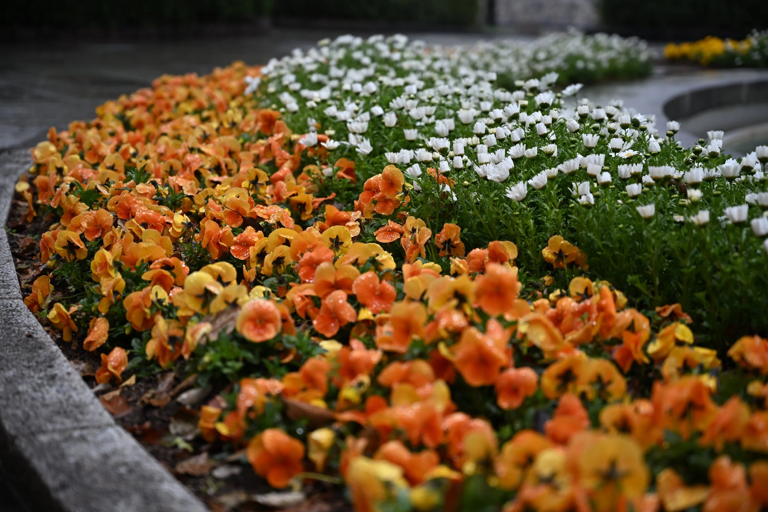 BIS_0909.JPG