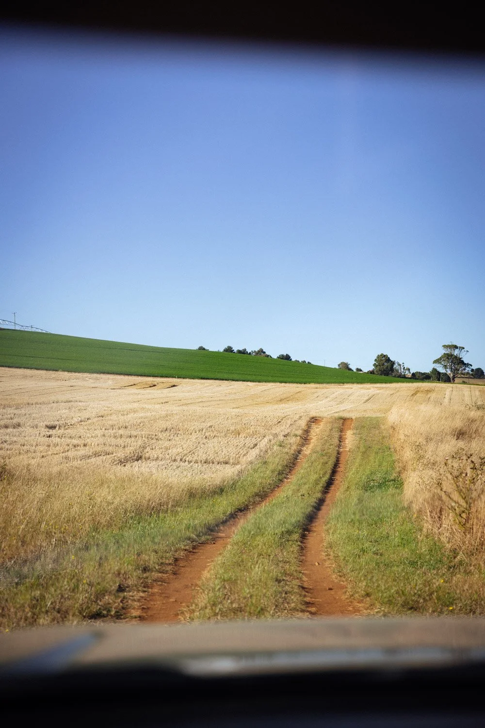 A dirt road cutting through fields of barley and carrot crops, with a clear blue sky and some trees in the distance.