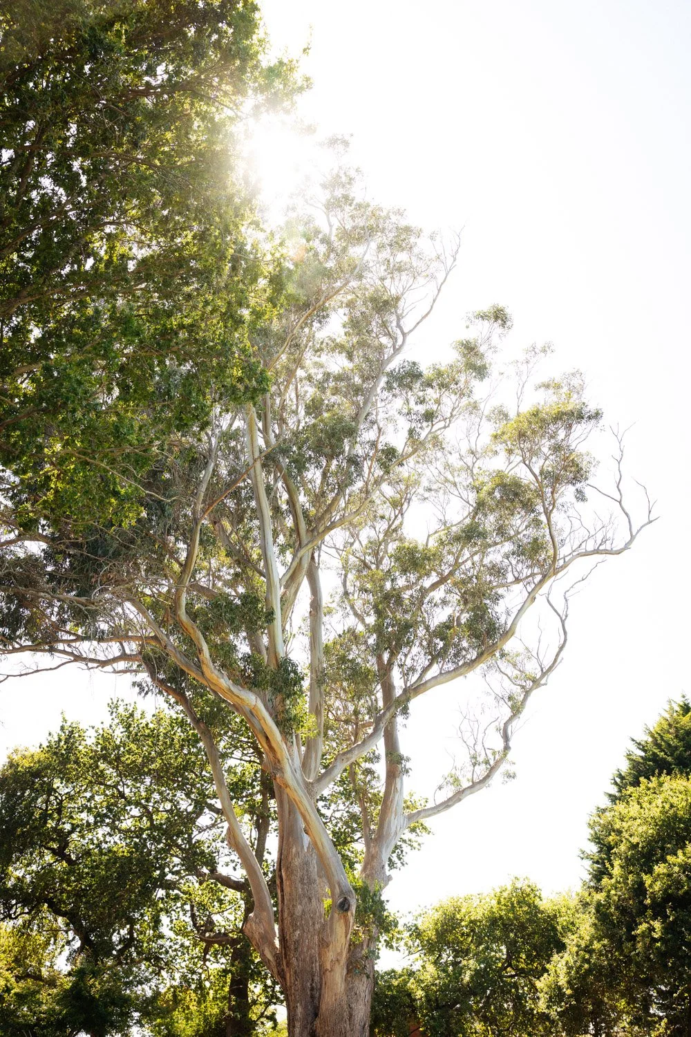 Tall eucalyptus tree with twisted branches and green leaves, sunlight shining through the canopy.