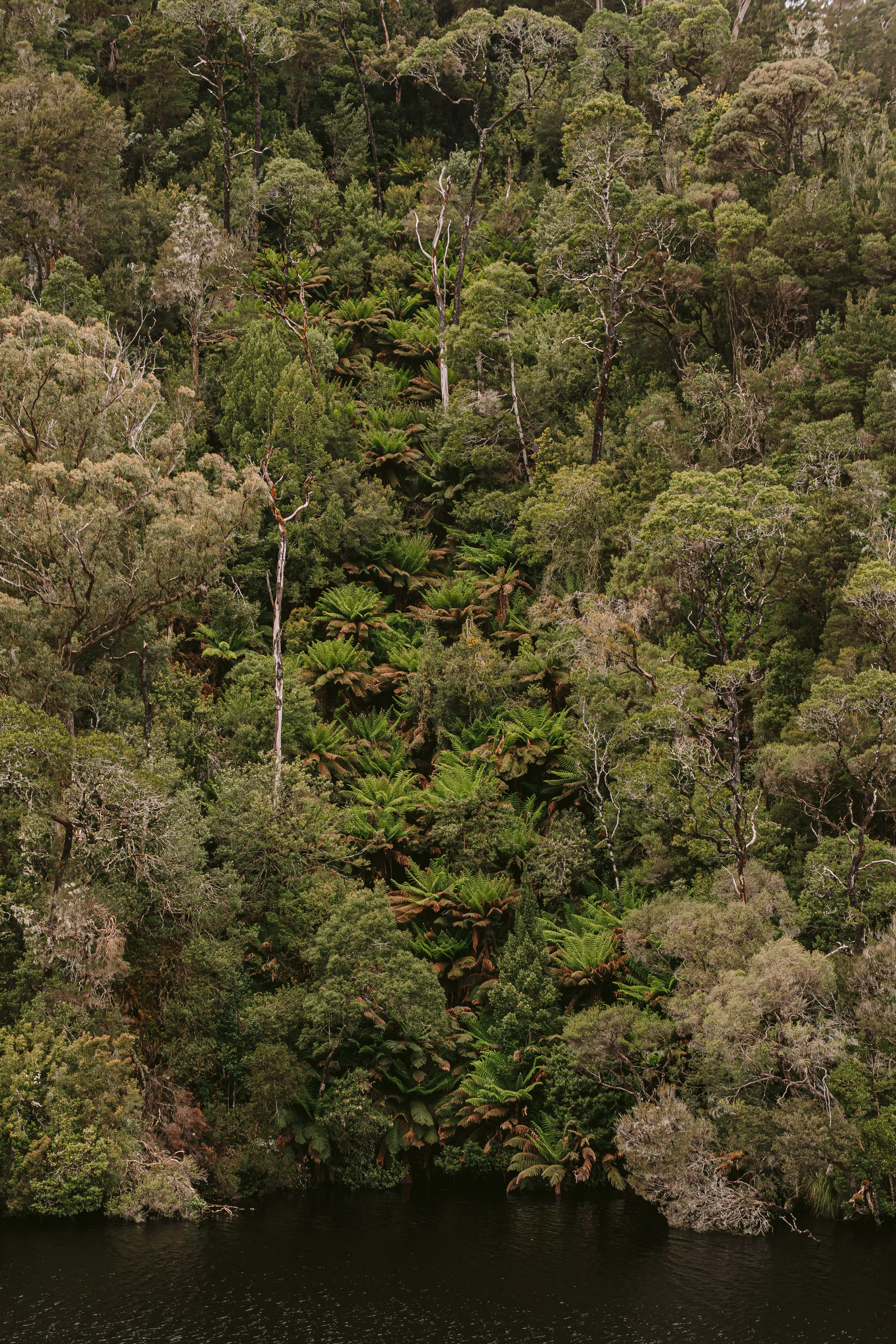 Dense rainforest with green foliage and tall trees, situated along a dark river or lake at the bottom.