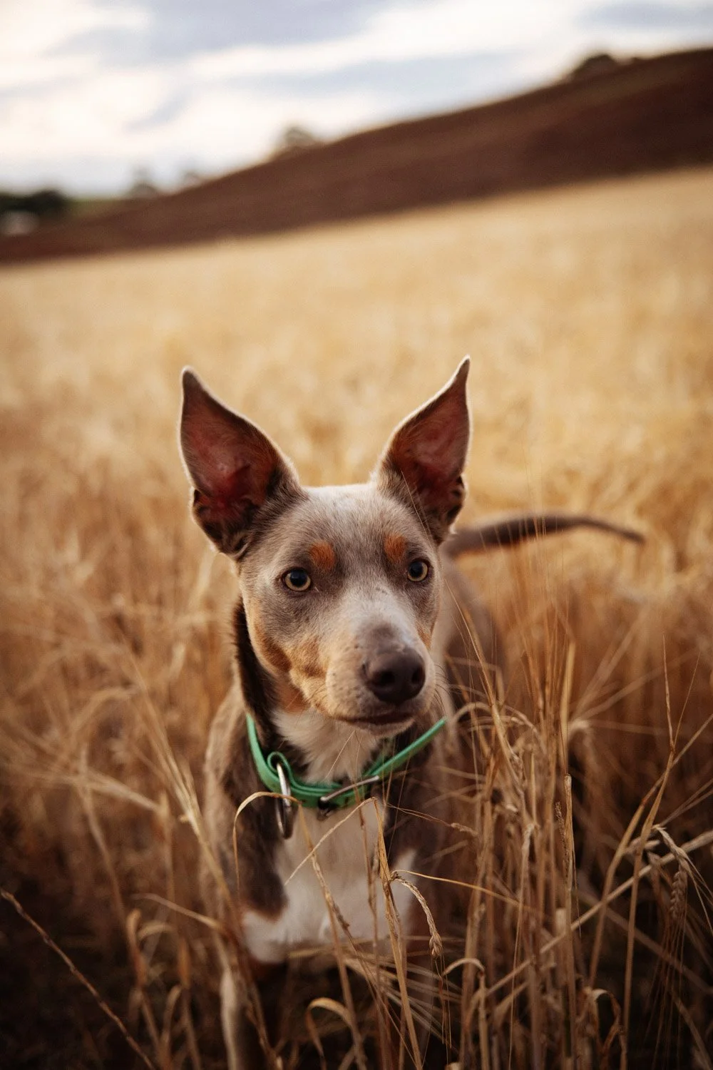 A small Kelpie with large ears, sitting in a wheat field during sunset.