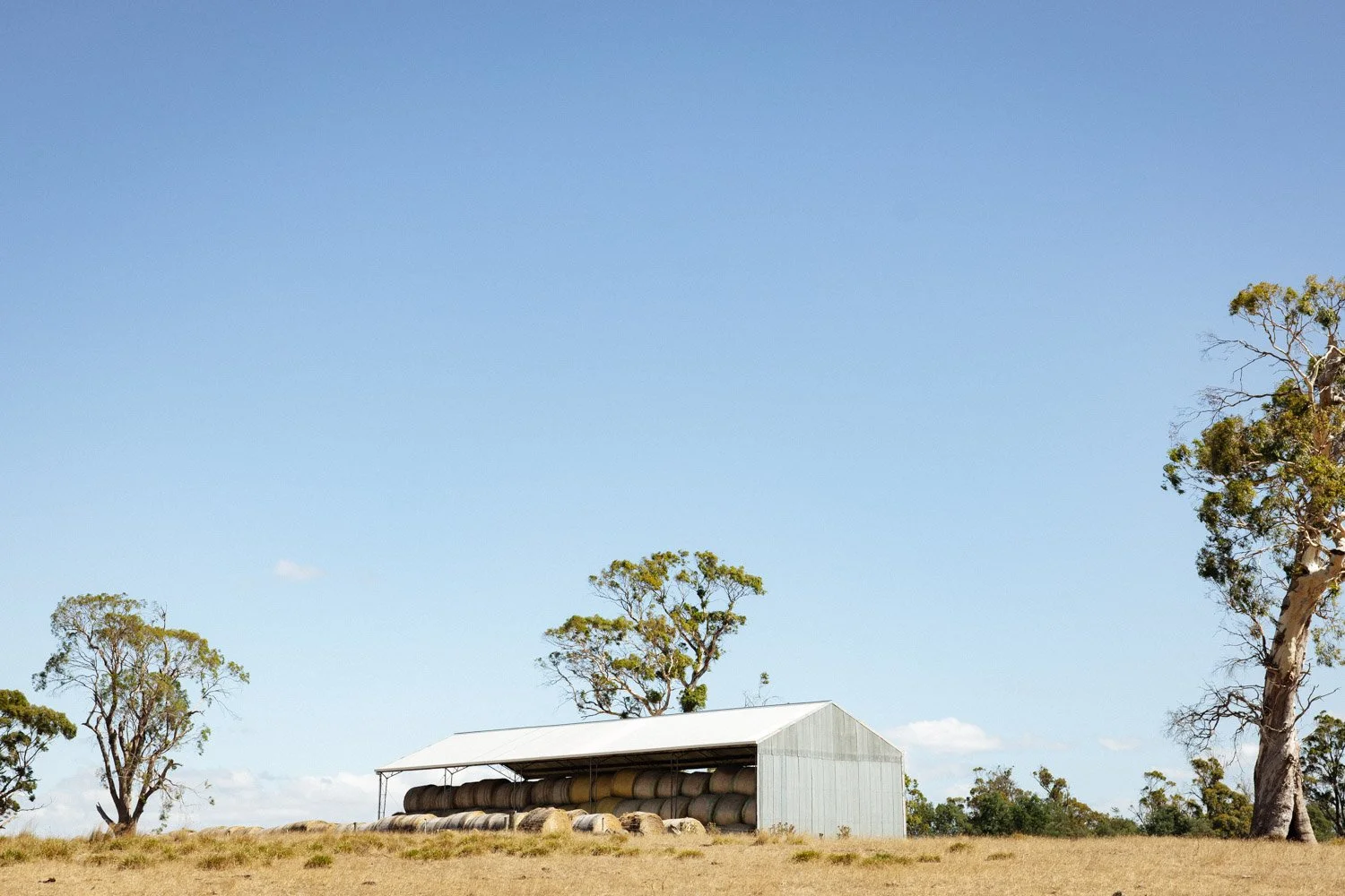 A rural Australian scene with a hay shed and a few scattered trees under a blue sky.