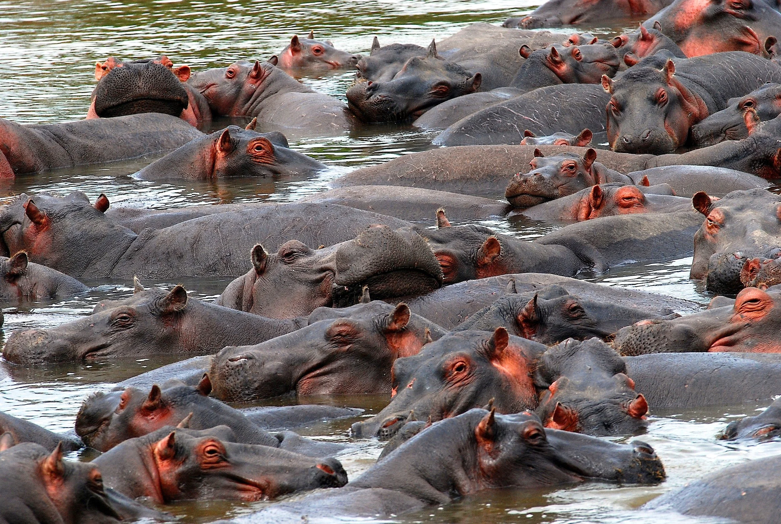 hippo 1_modifié-1.jpg