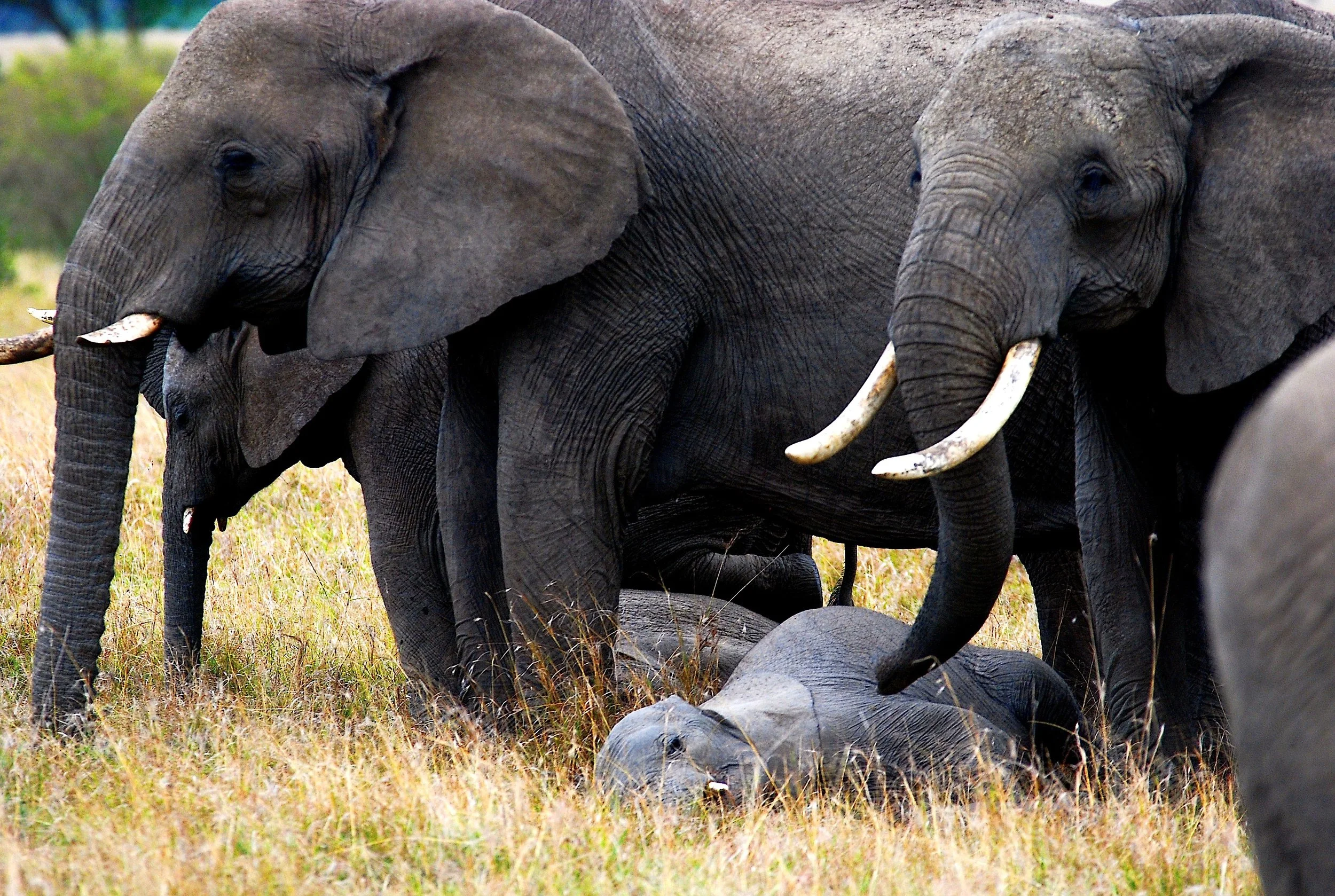 elephant enfant_modifié-1.jpg