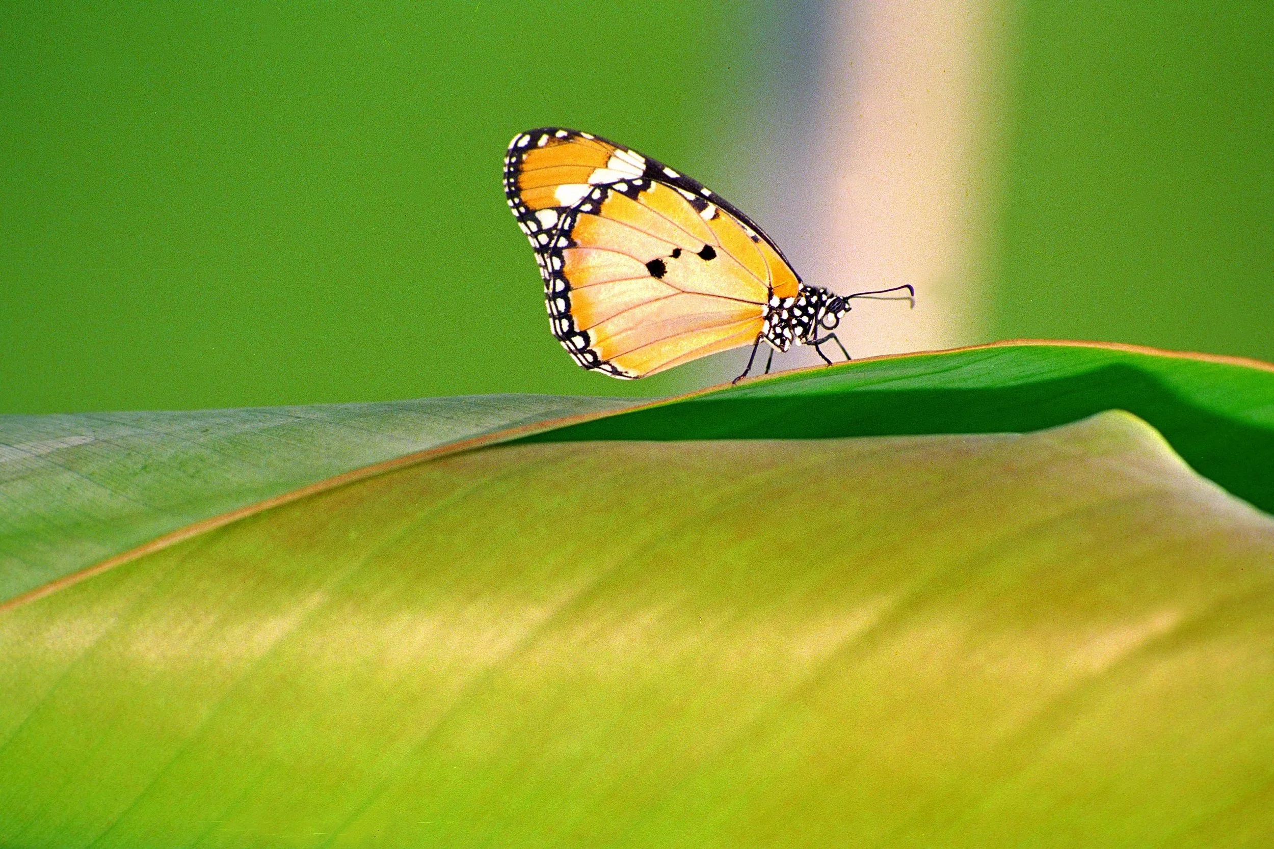 papillon sur feuilles_modifié-1.jpg