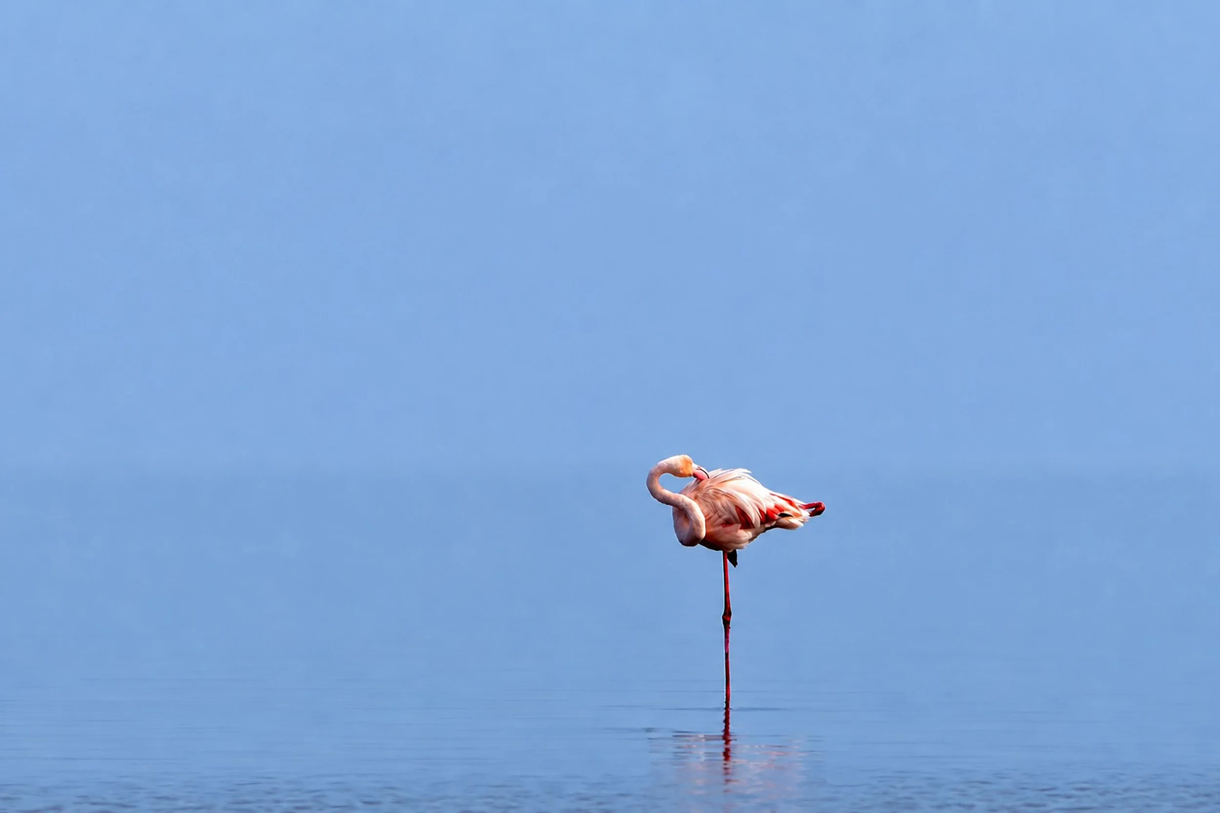 FL.jpg