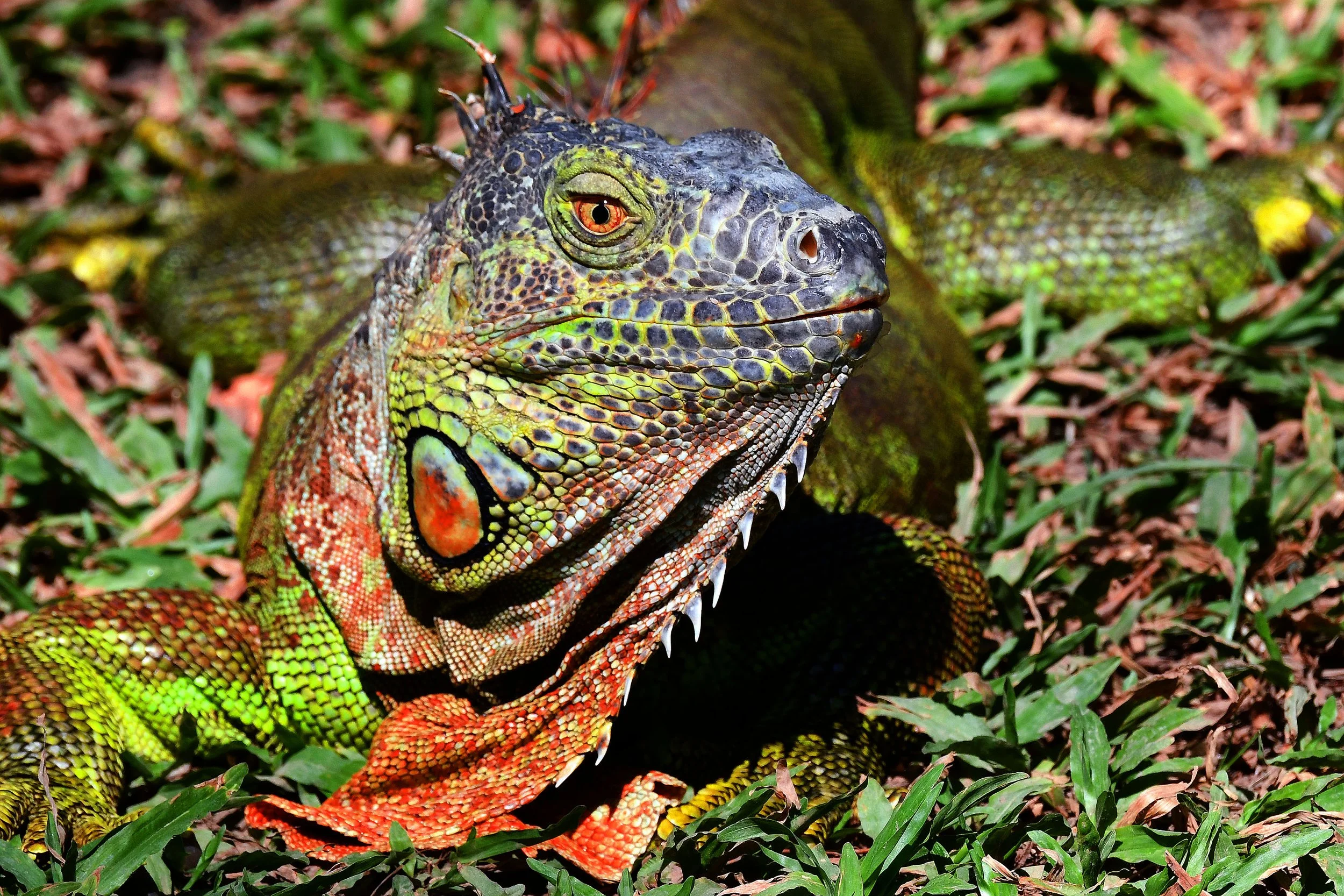 DSC_3014 copie 2.jpg