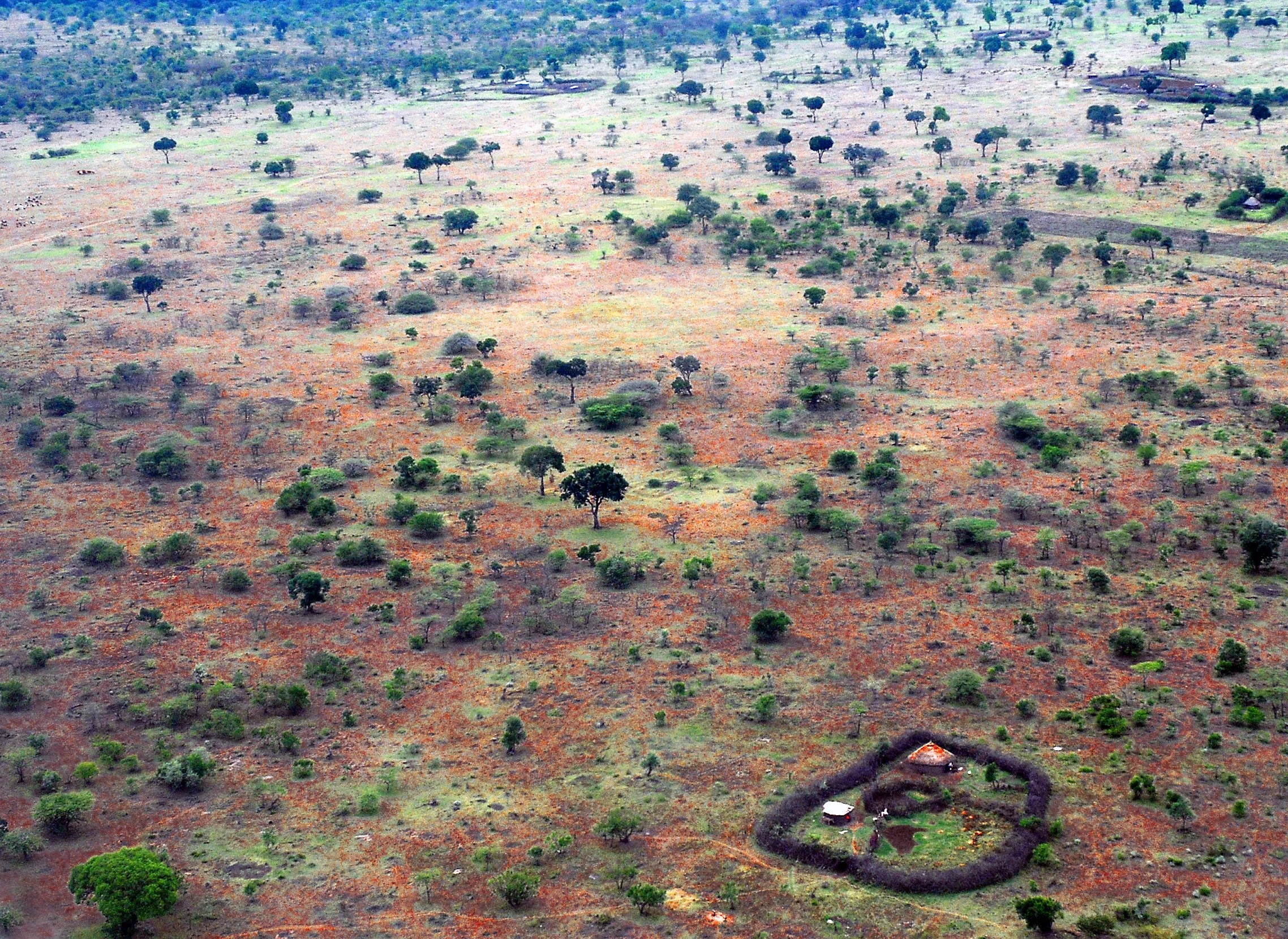 savane 1.jpg