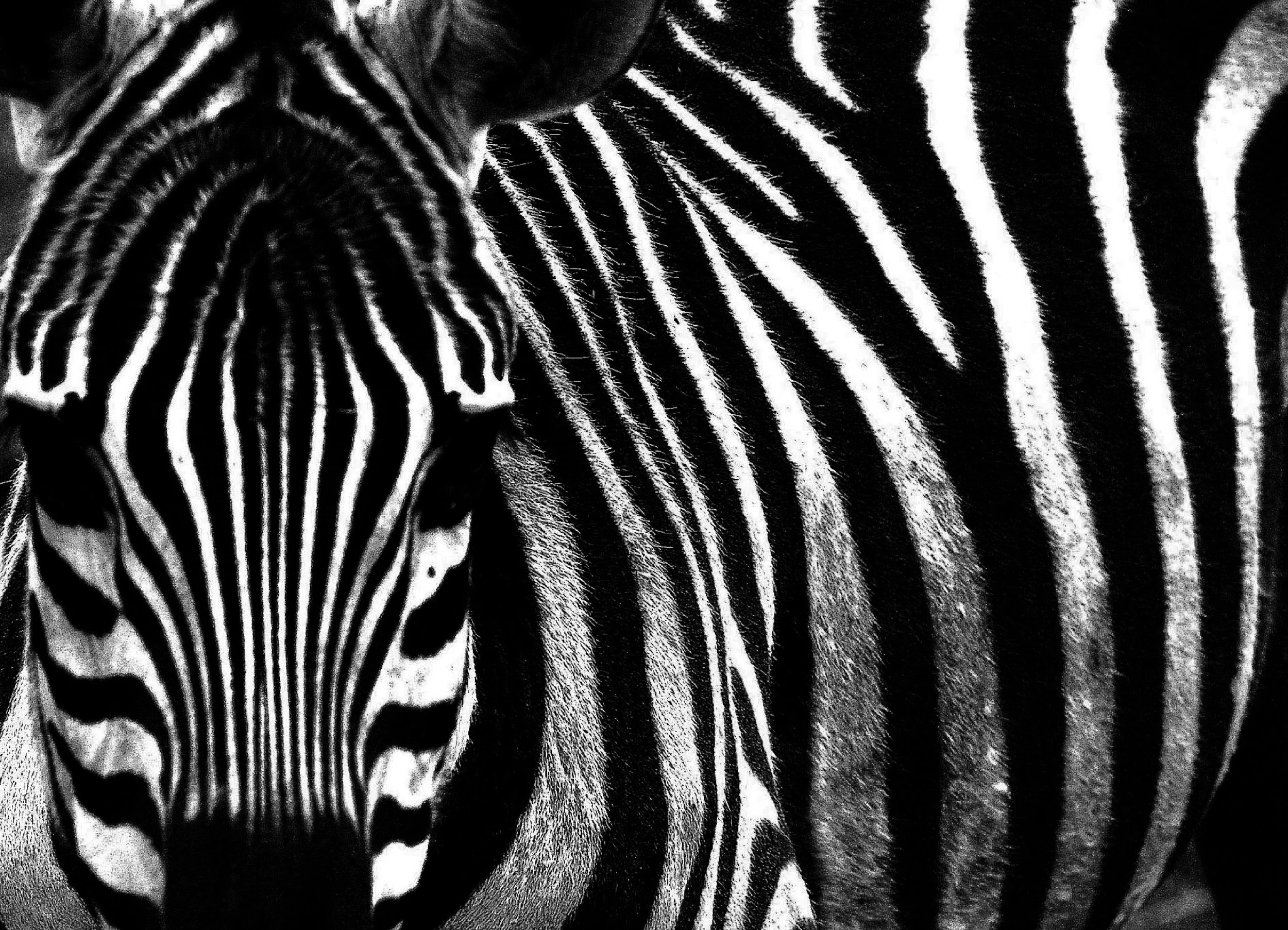 zebre 88_modifié-1 2.jpeg