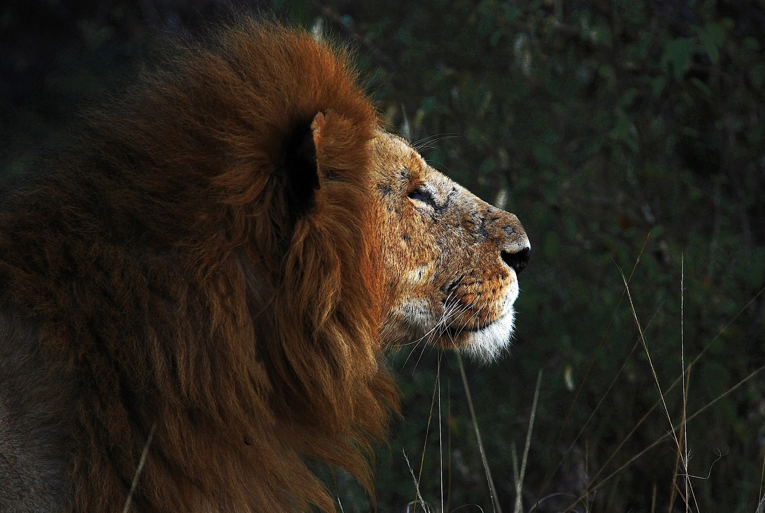 lion copie 2 2.jpg