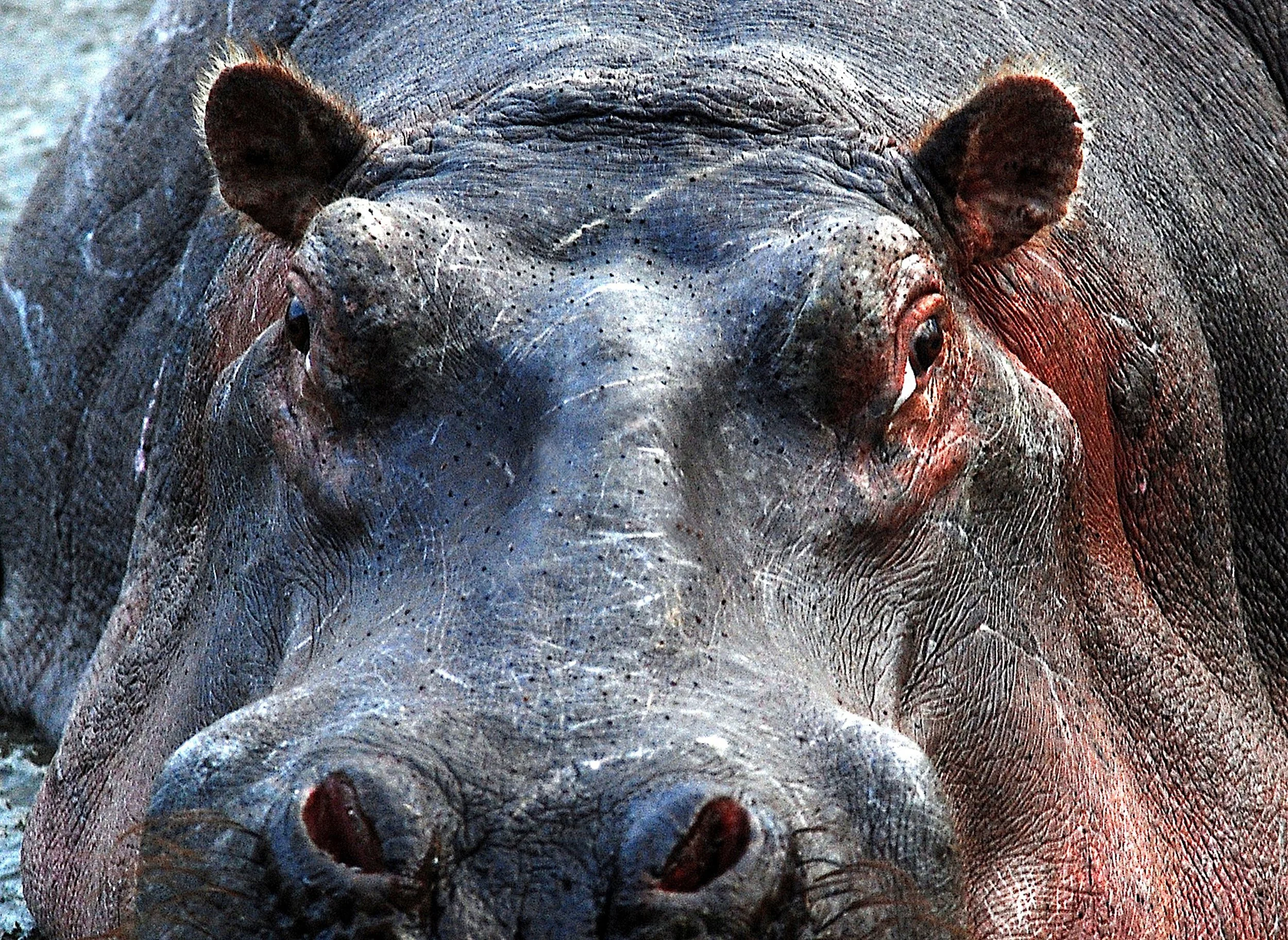 hippo gros plan_modifié-1 copie 2.jpg