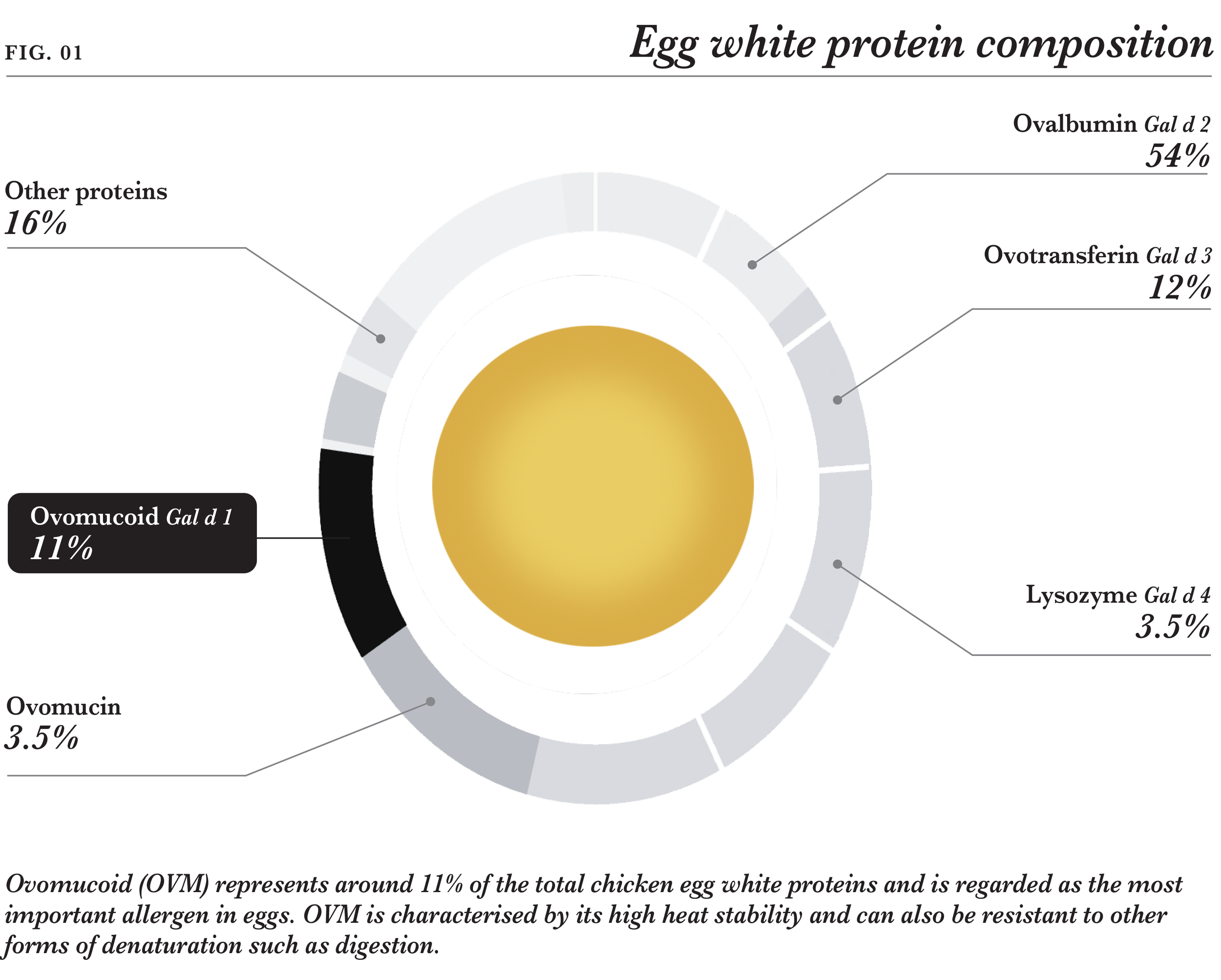 Diagram showing the composition of egg white proteins with percentages for ovalbumin, ovotransferin, ovomucoid, and lysozyme, including a brief description of each protein's significance.