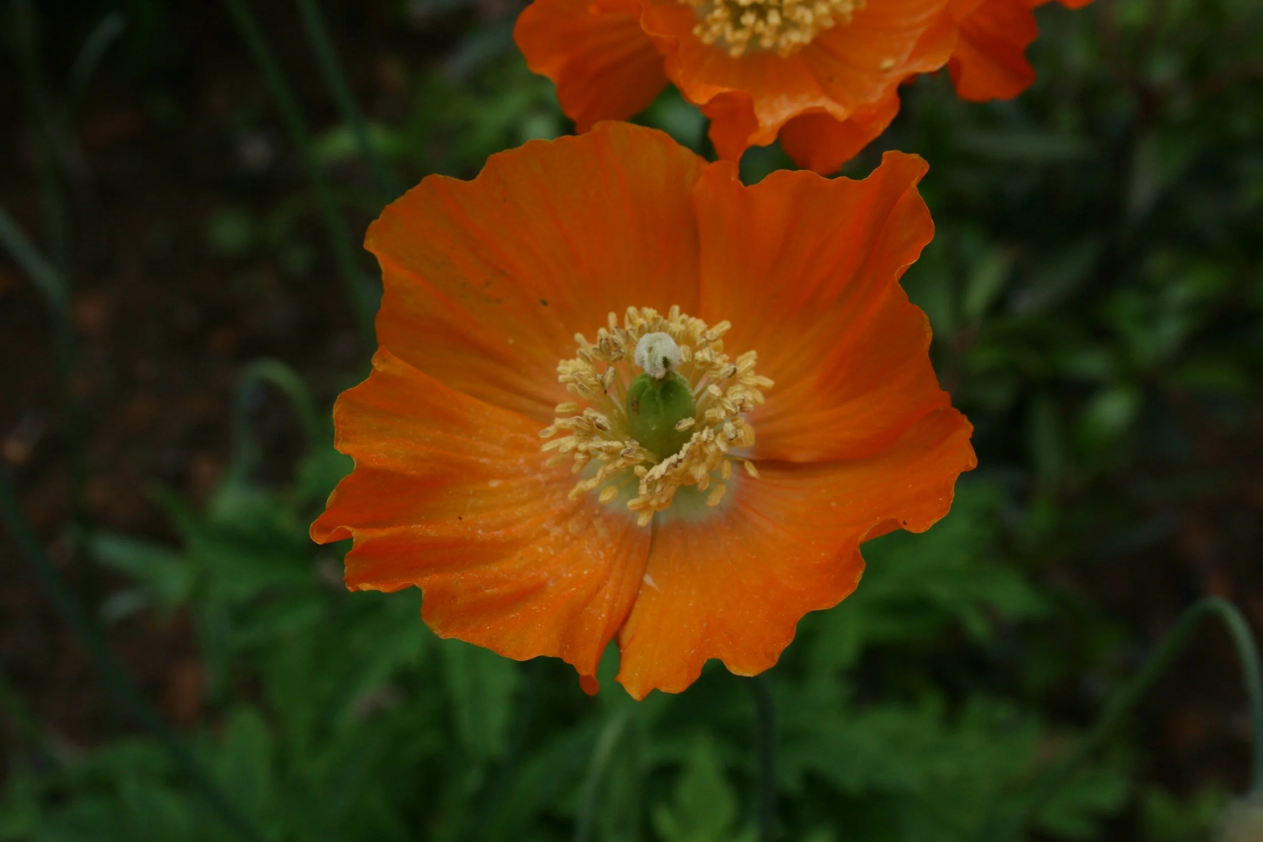 Poppies