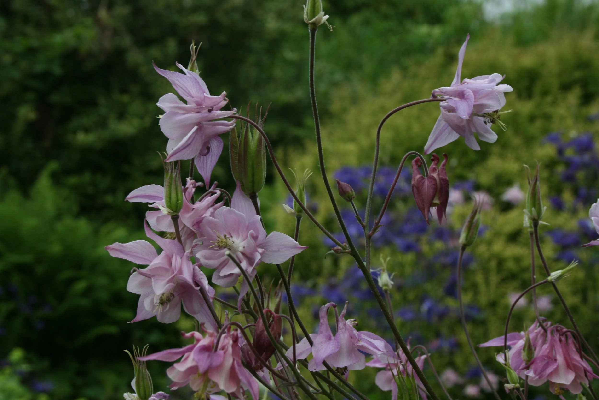 Skye Plant Stall